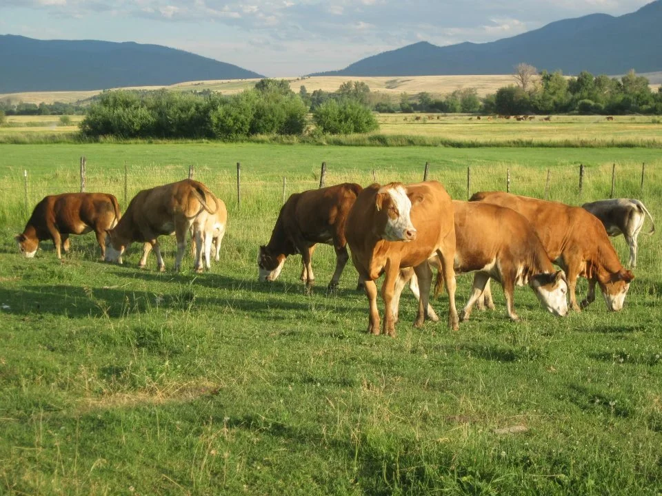 fields cattle.jpg