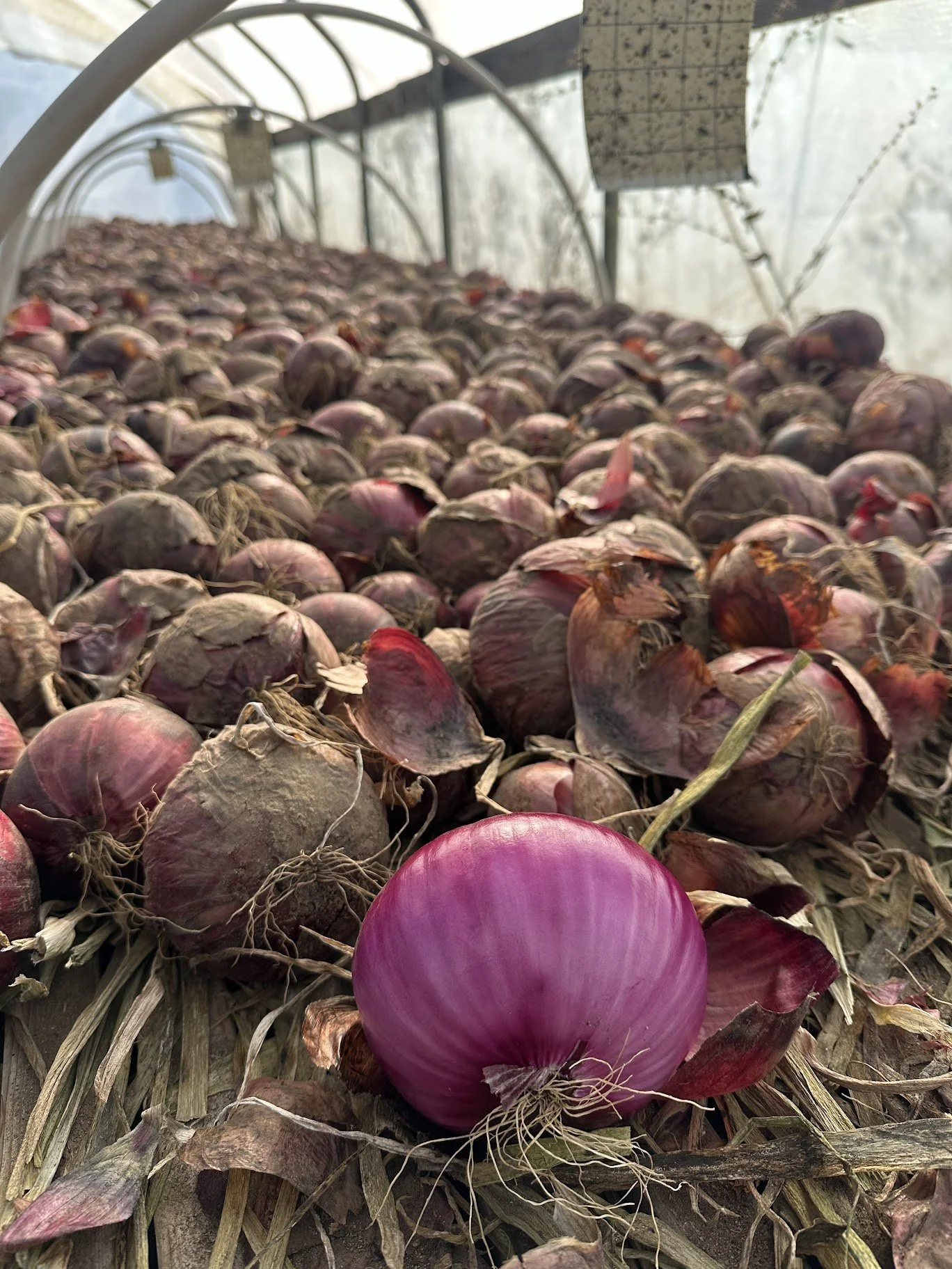 boundless red onion storage.jpg