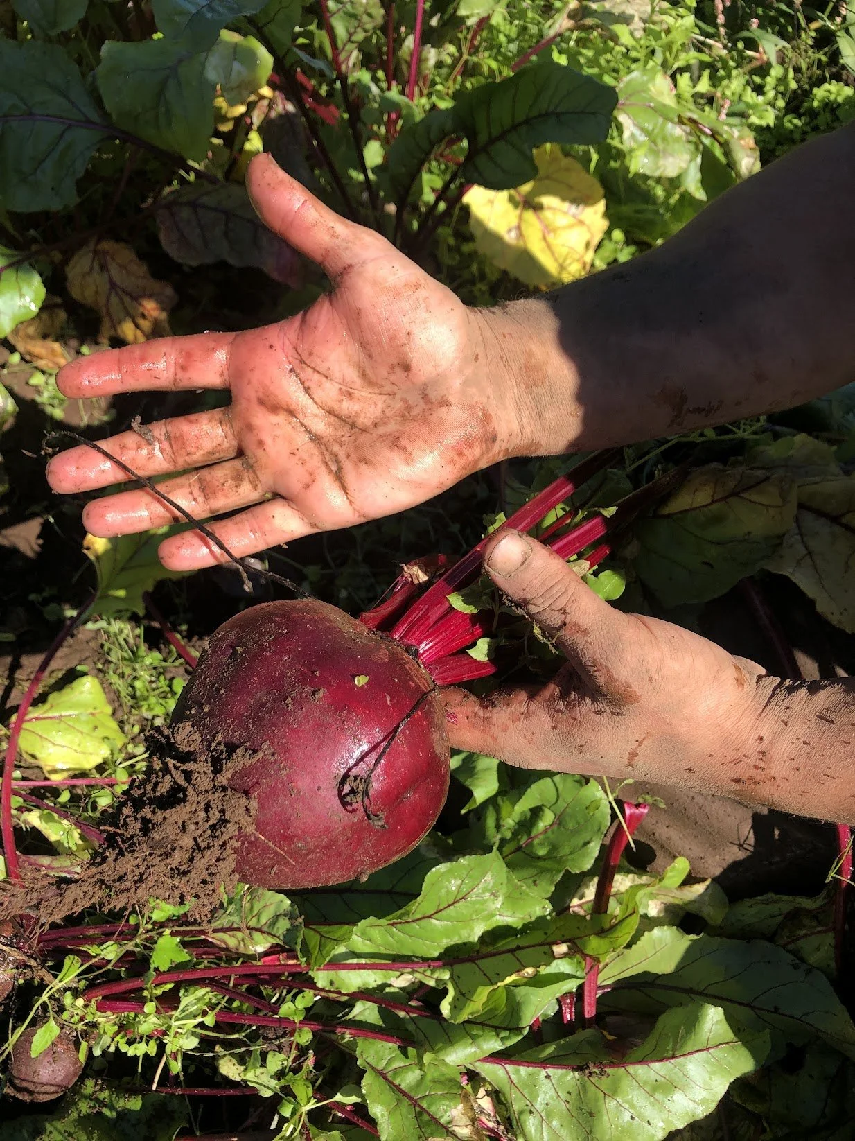 RedBeets_1.JPG
