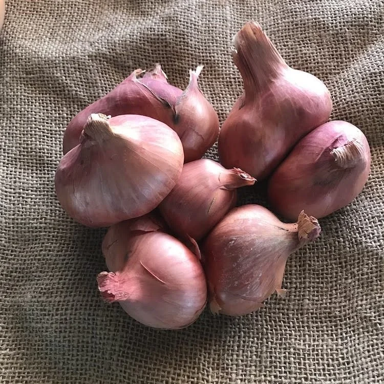 Shallot (1).jpeg