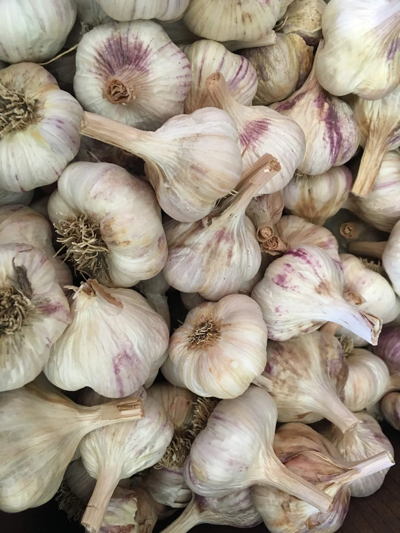 boundless garlic.JPG