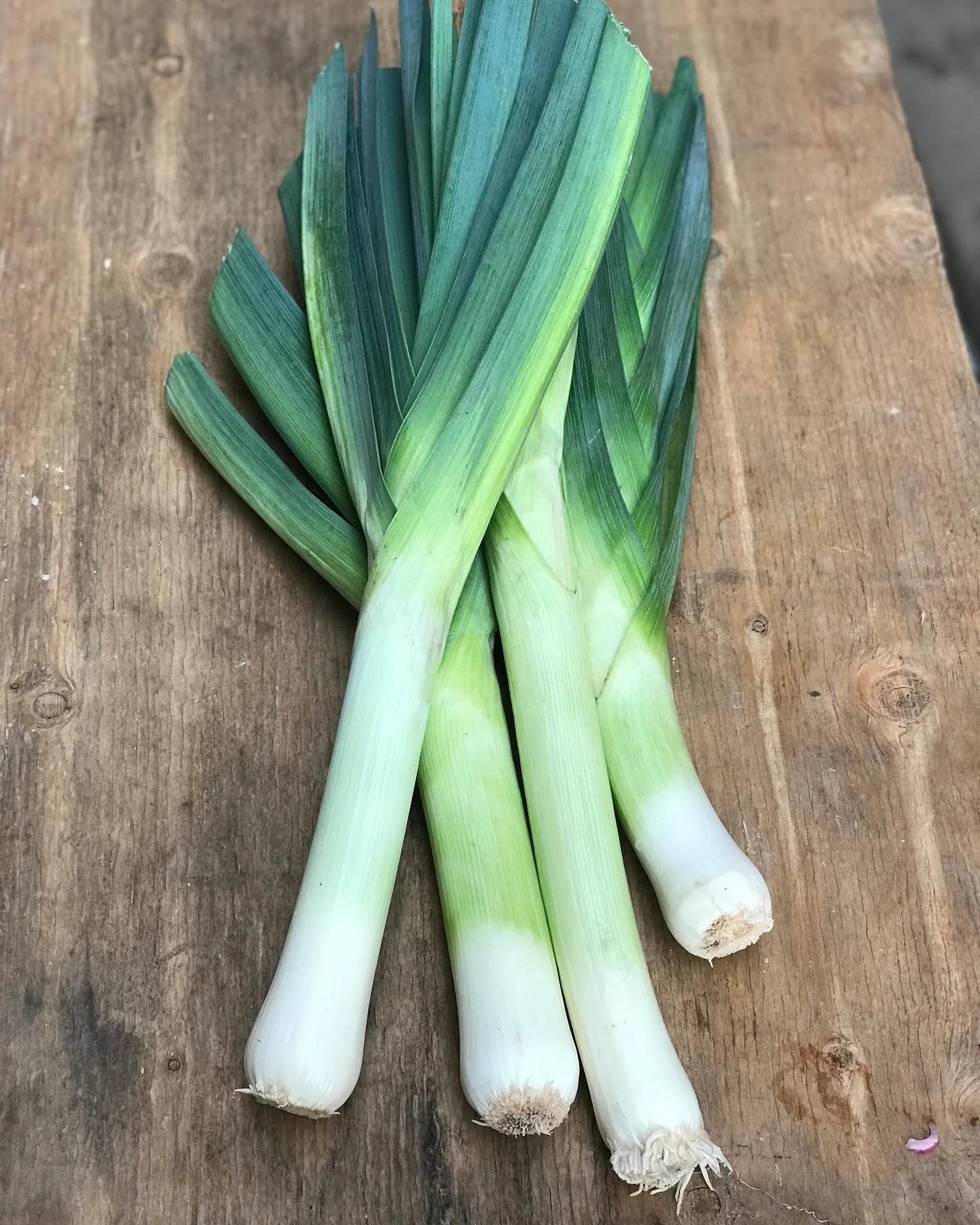 FE4BF241-39F8-4D3E-90AE-AE281CE3F556 - OrganicRedneck McKenZ.jpeg