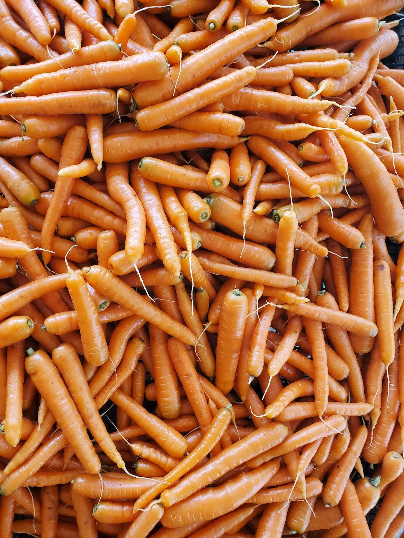 boundless carrot 2.jpg