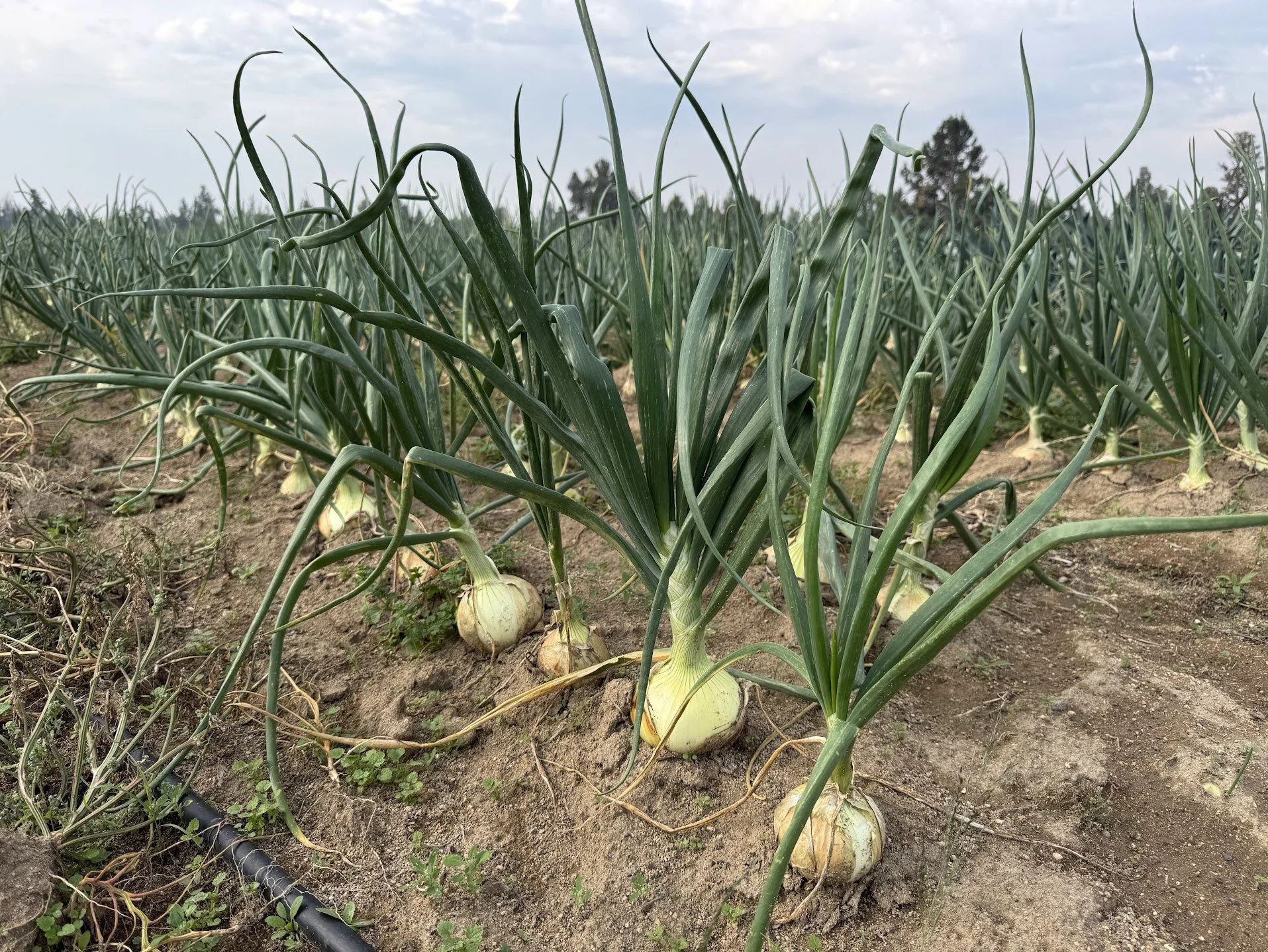 onions.jpg