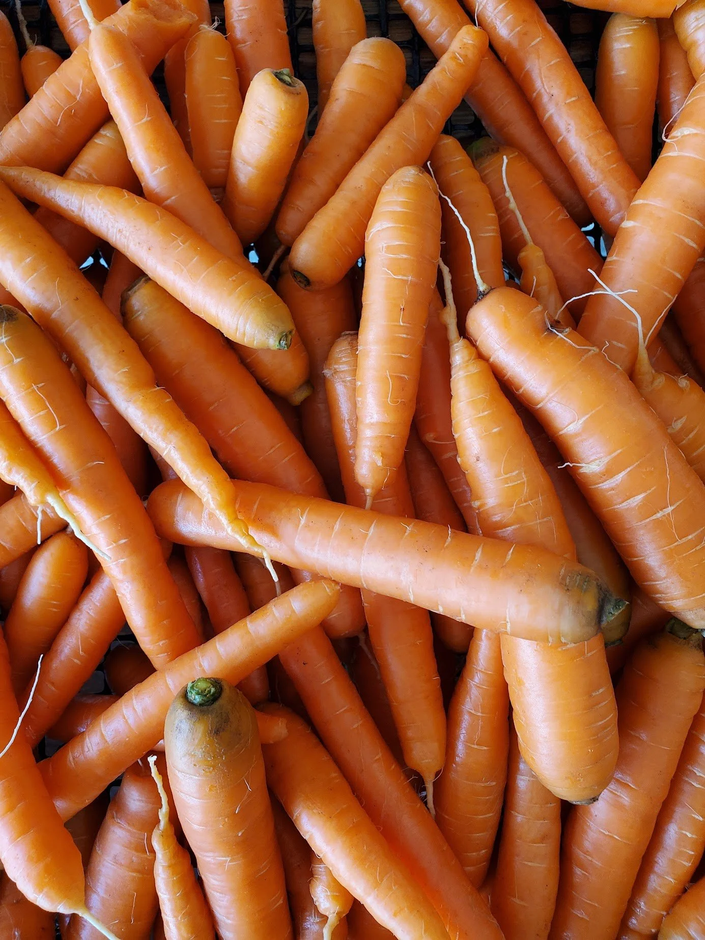 boundlesss carrot 3.jpg