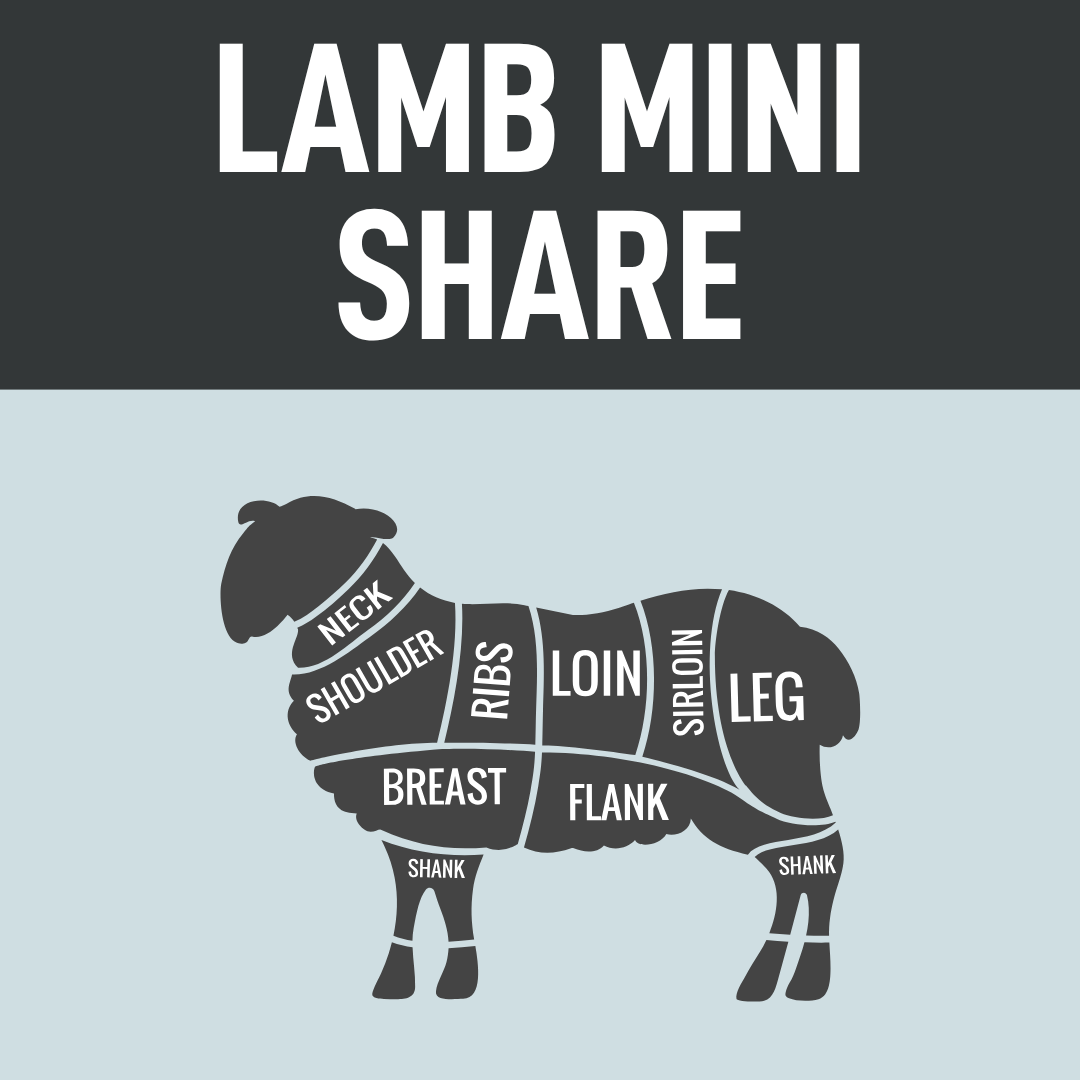 Lamb Mini Share (2).png
