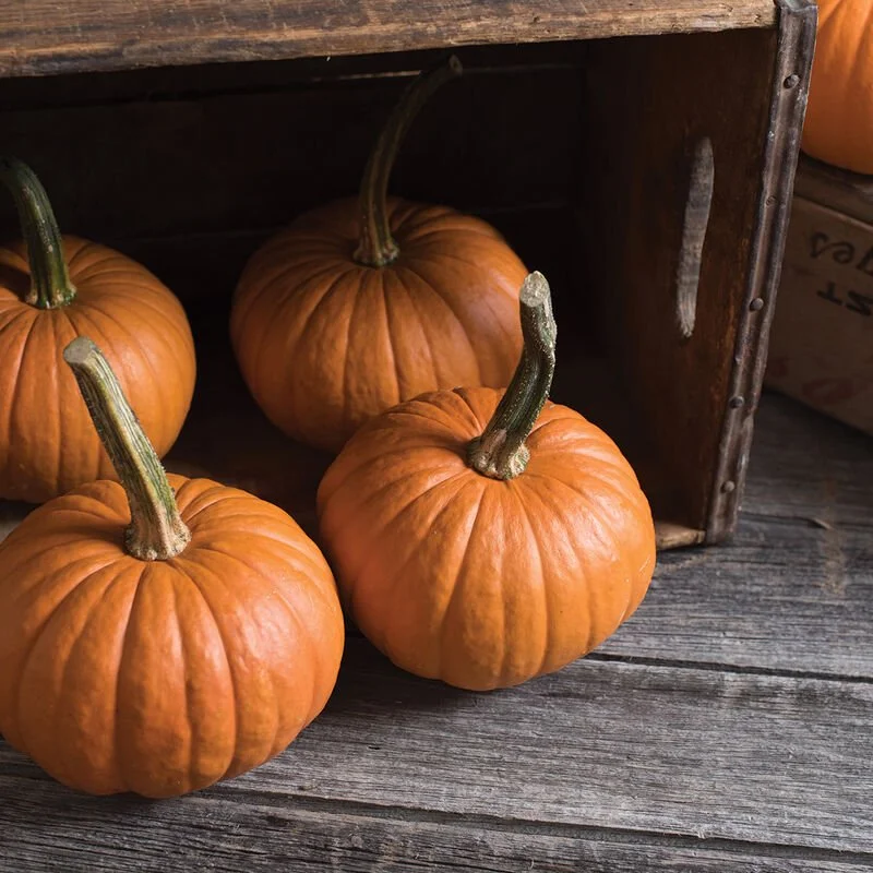 baby bear pumpkin.jpg