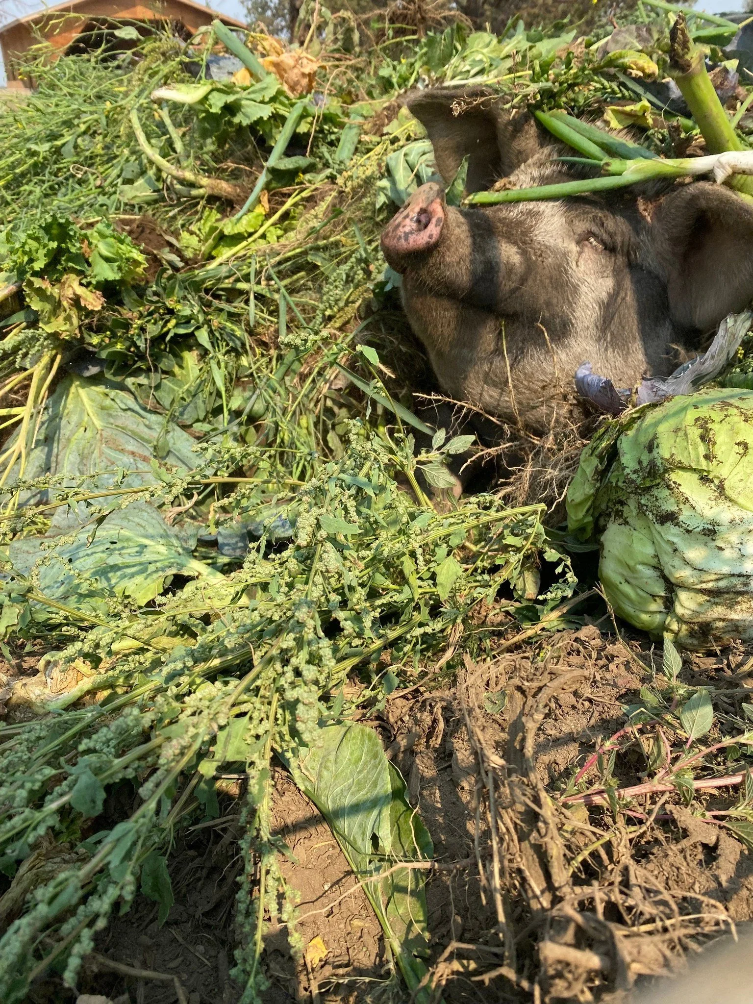 rainshadow pig.jpg