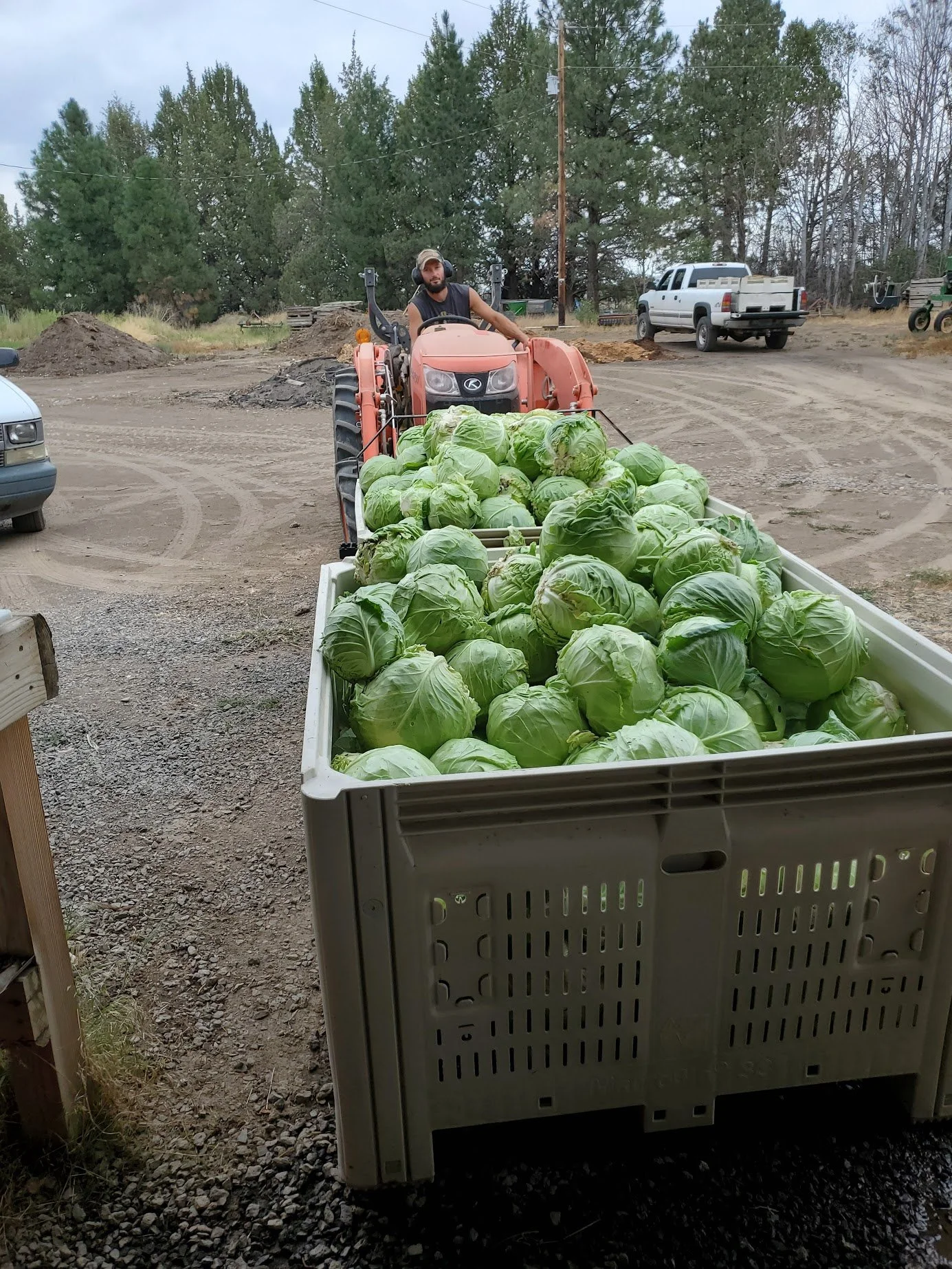 boundless green cabbage2.jpg