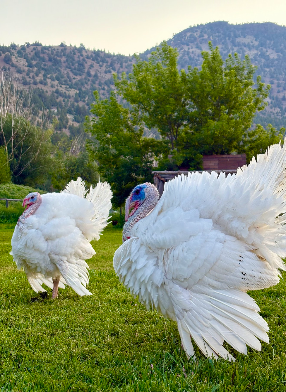vaquero turkey.png