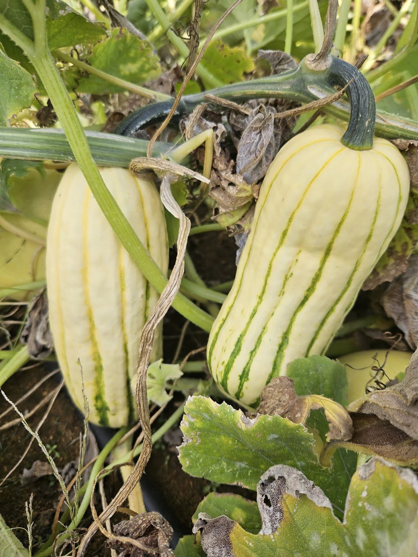 boundless delicata.jpg