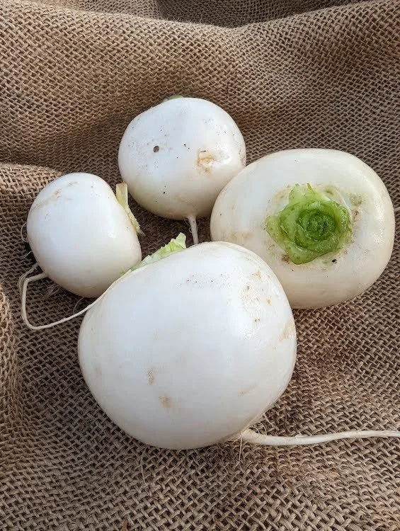 Turnip.jpg
