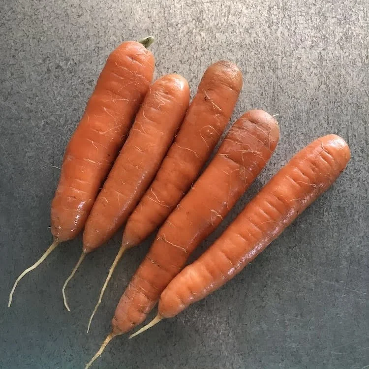 Carrot (1).jpeg