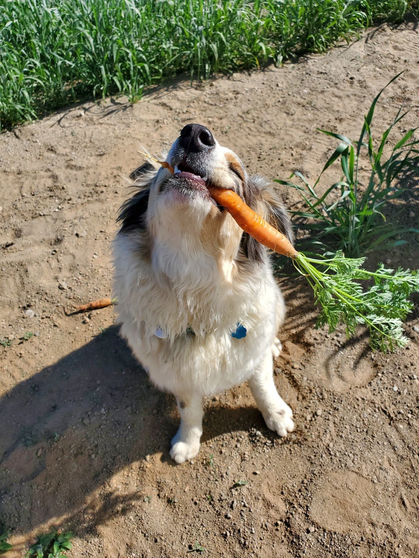 boundless carrot scout.jpg