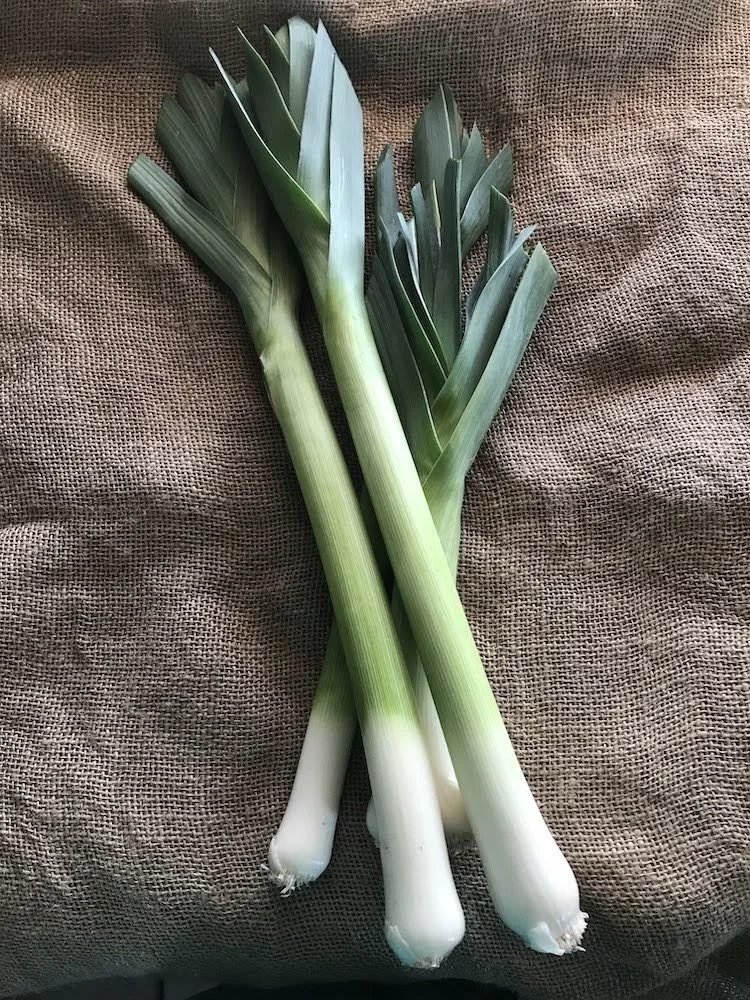 Leek (1).jpeg