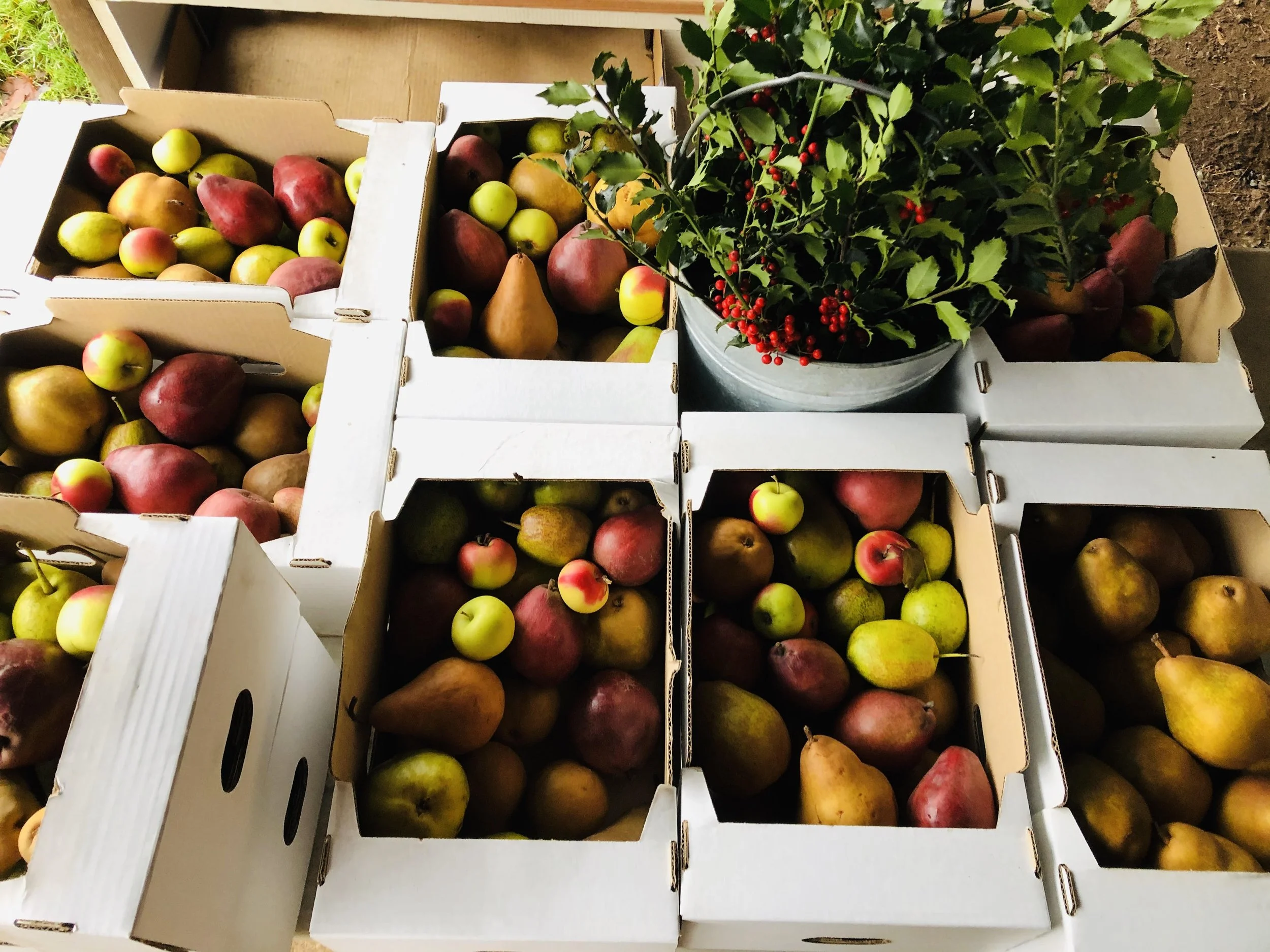 odell mixed fruit boxes.jpg