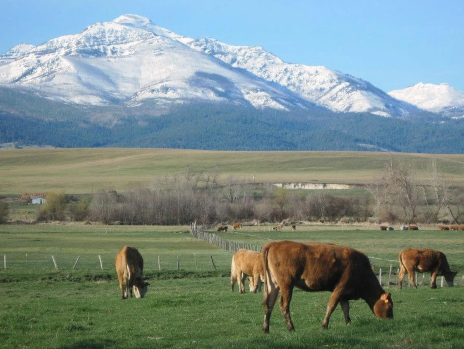 fields beef field.png