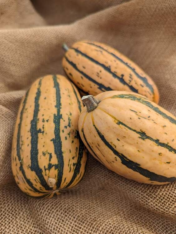 Delicata (1).jpg
