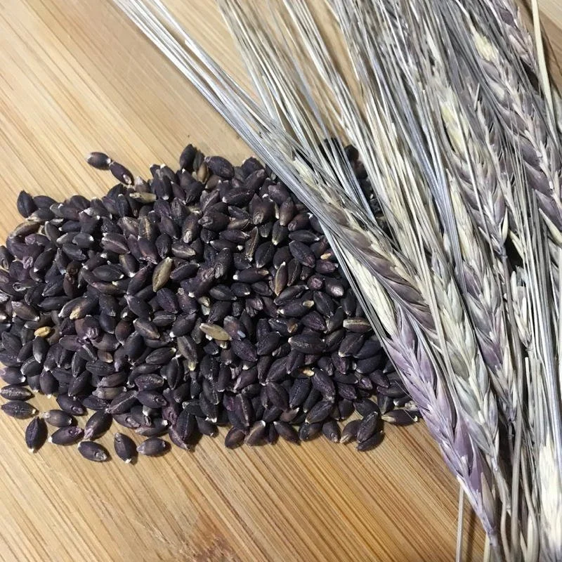 tibetan black barley.jpg