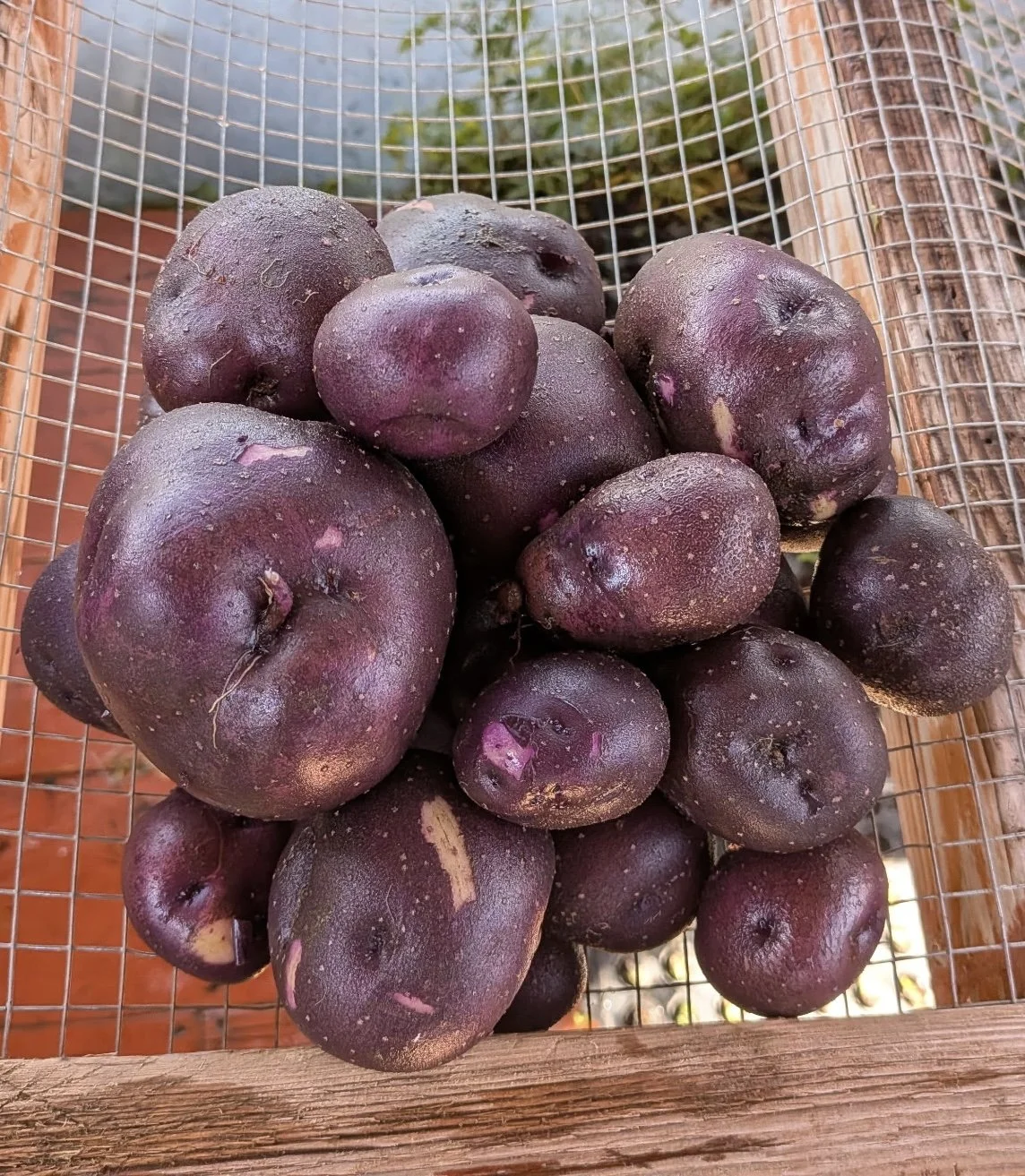 Huckleberry Gold Potatoes .jpg