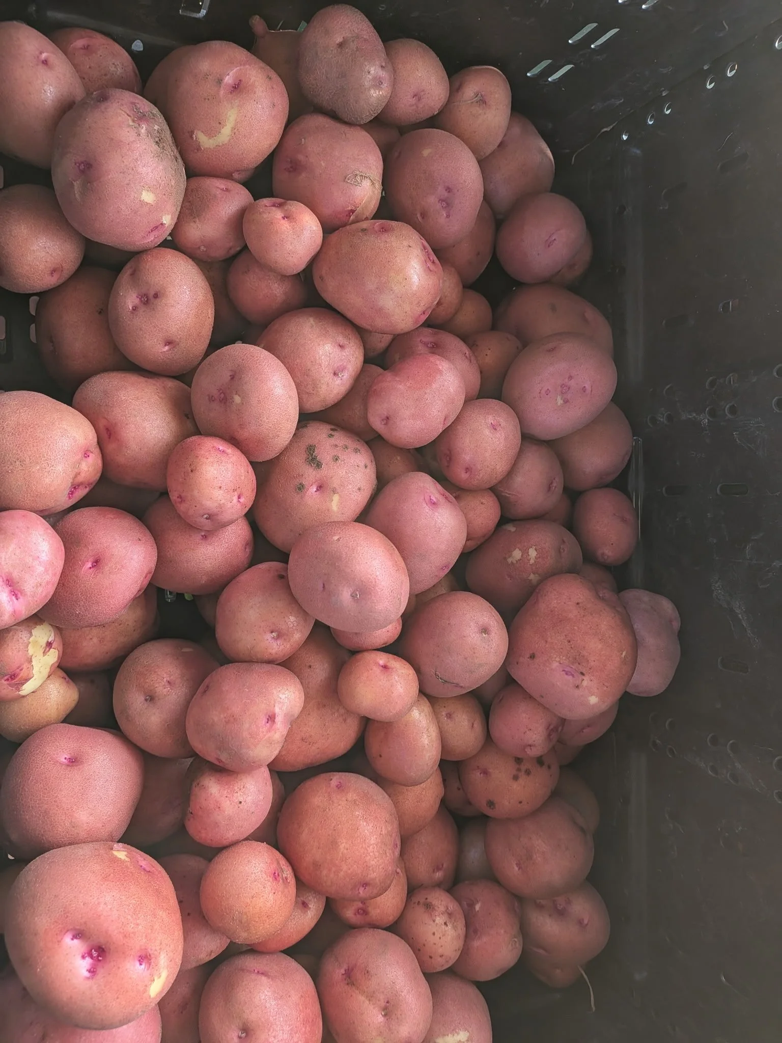 Red Gold Potatoes .jpg
