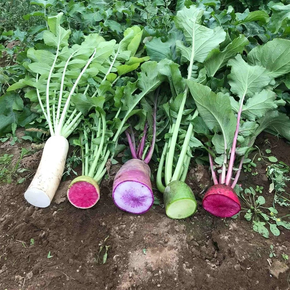 Radish Mix.jpeg
