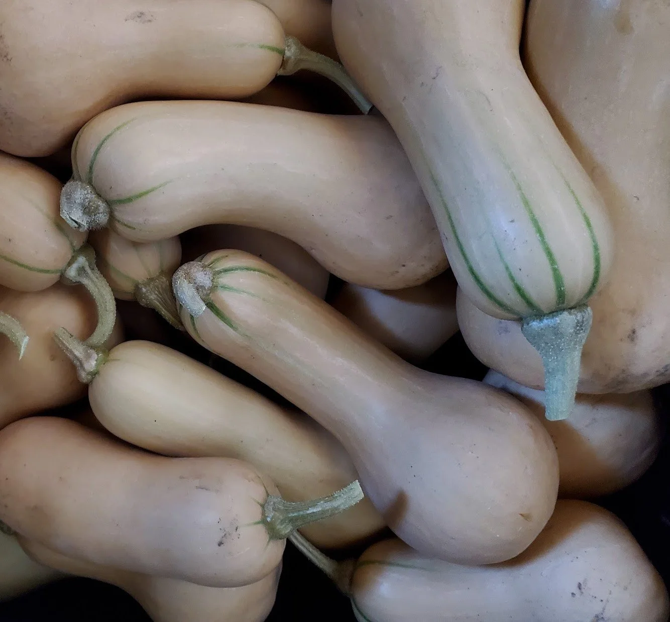 butternut.jpg