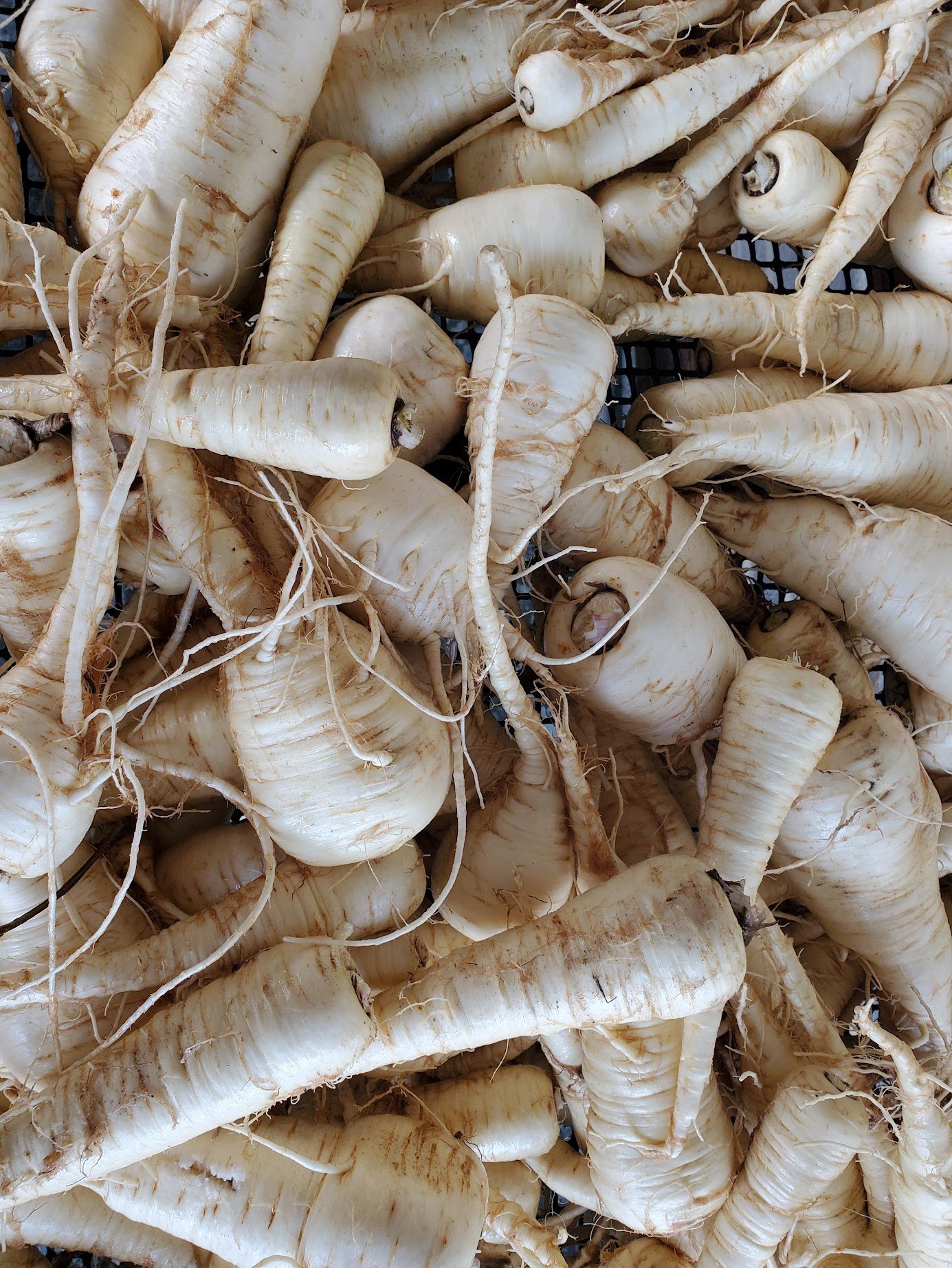 boundless parsnip.jpg