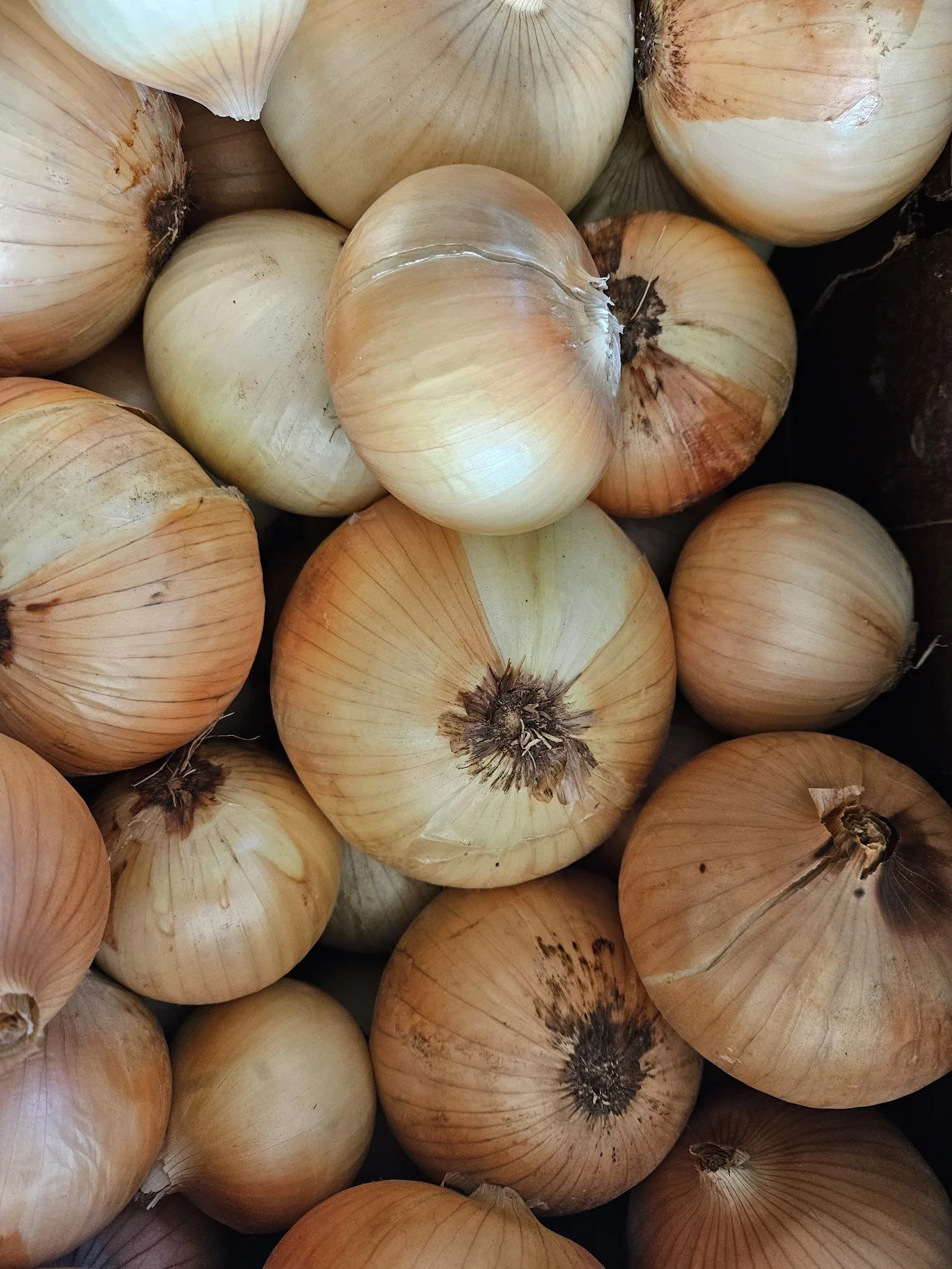 boundless onions 2.jpg