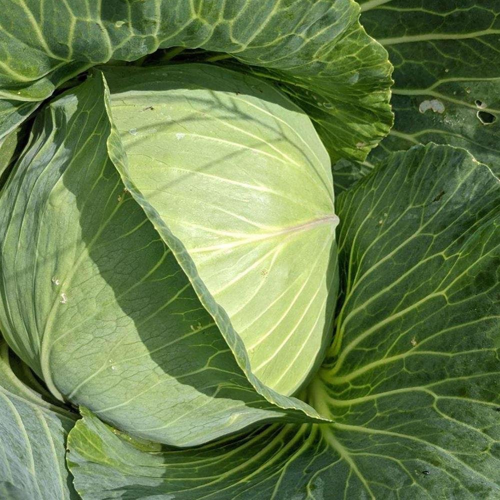 Cabbage green large.jpeg