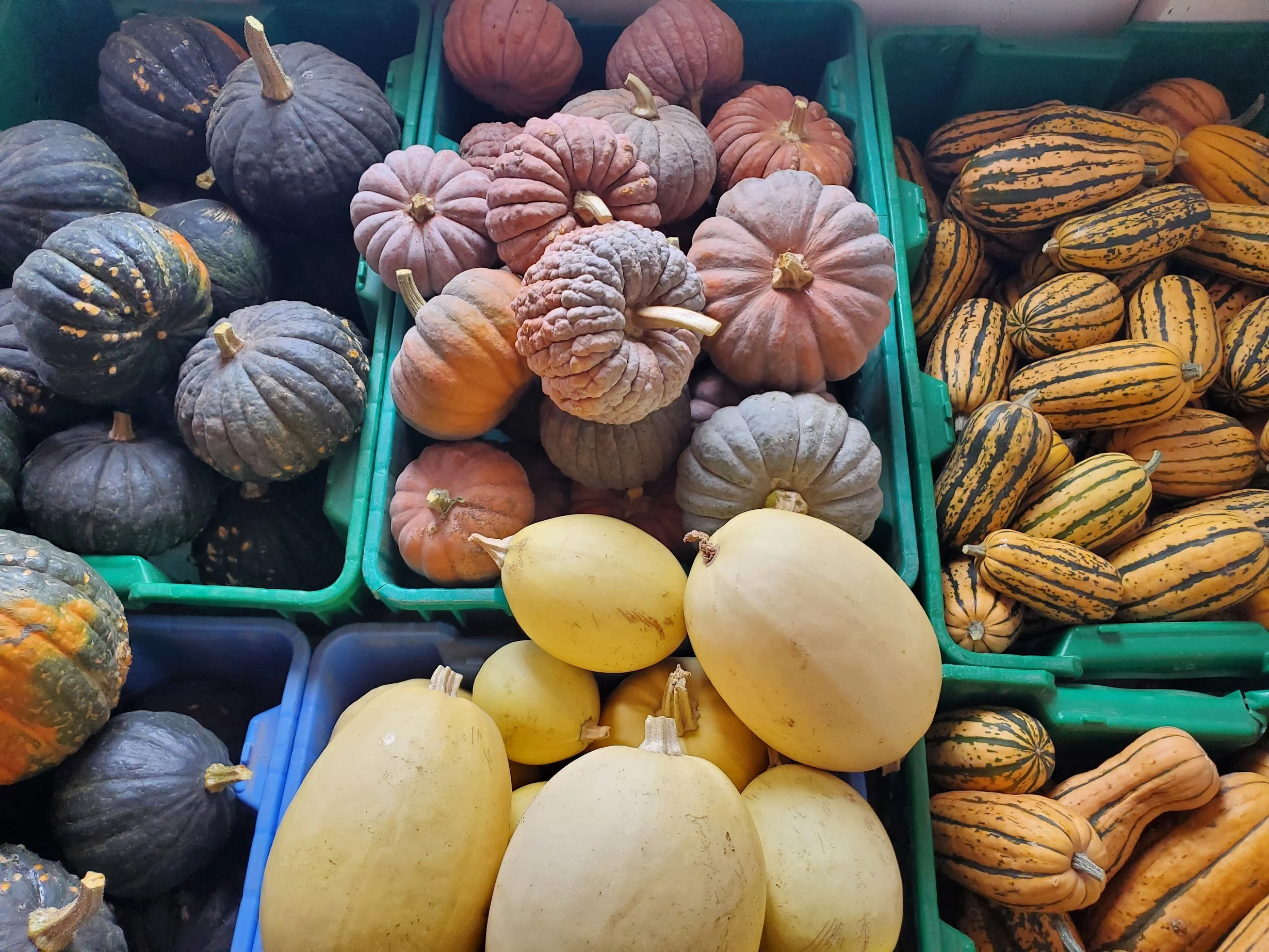boundless squash.jpg
