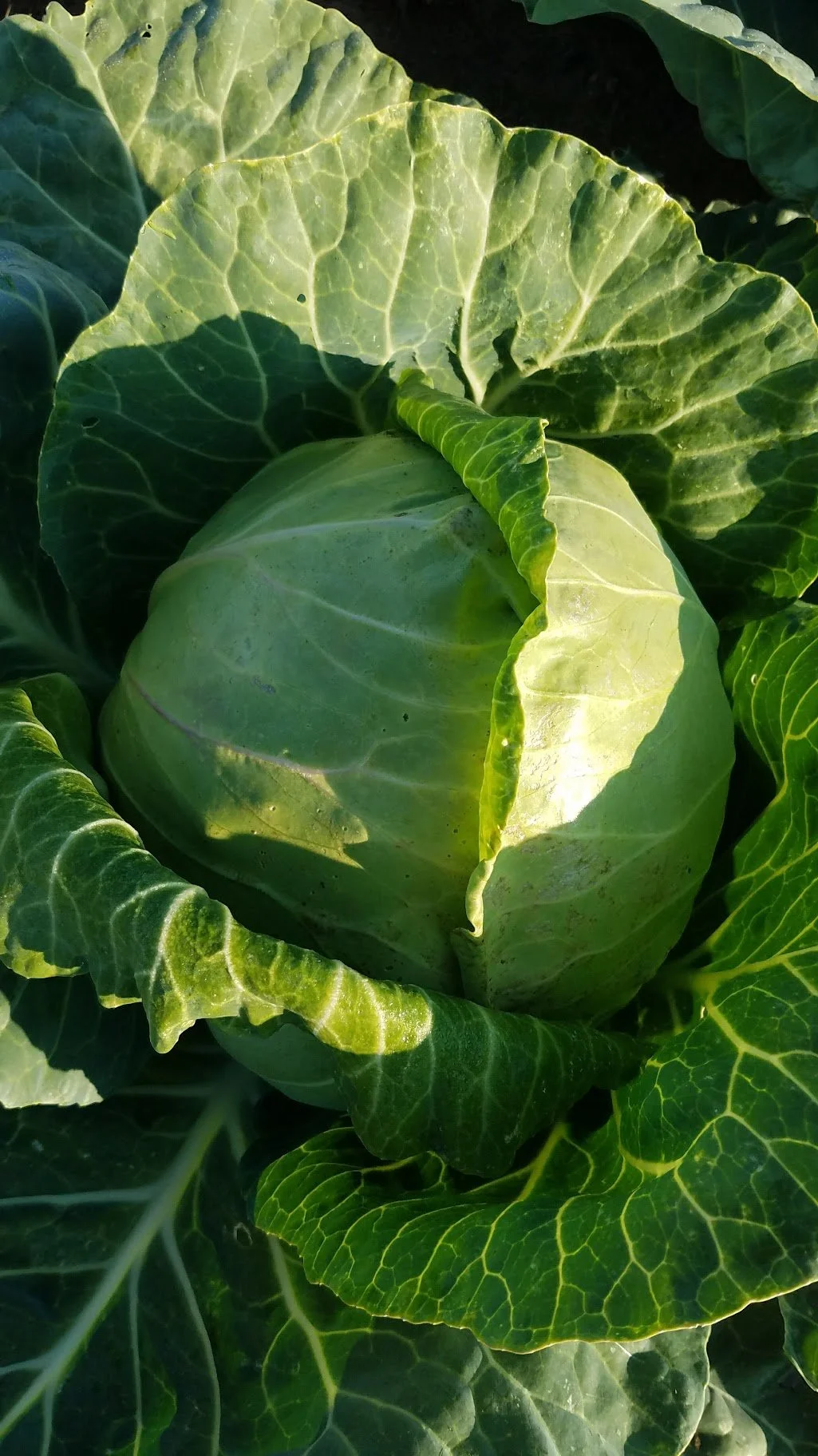 Boundless cabbage2.jpg