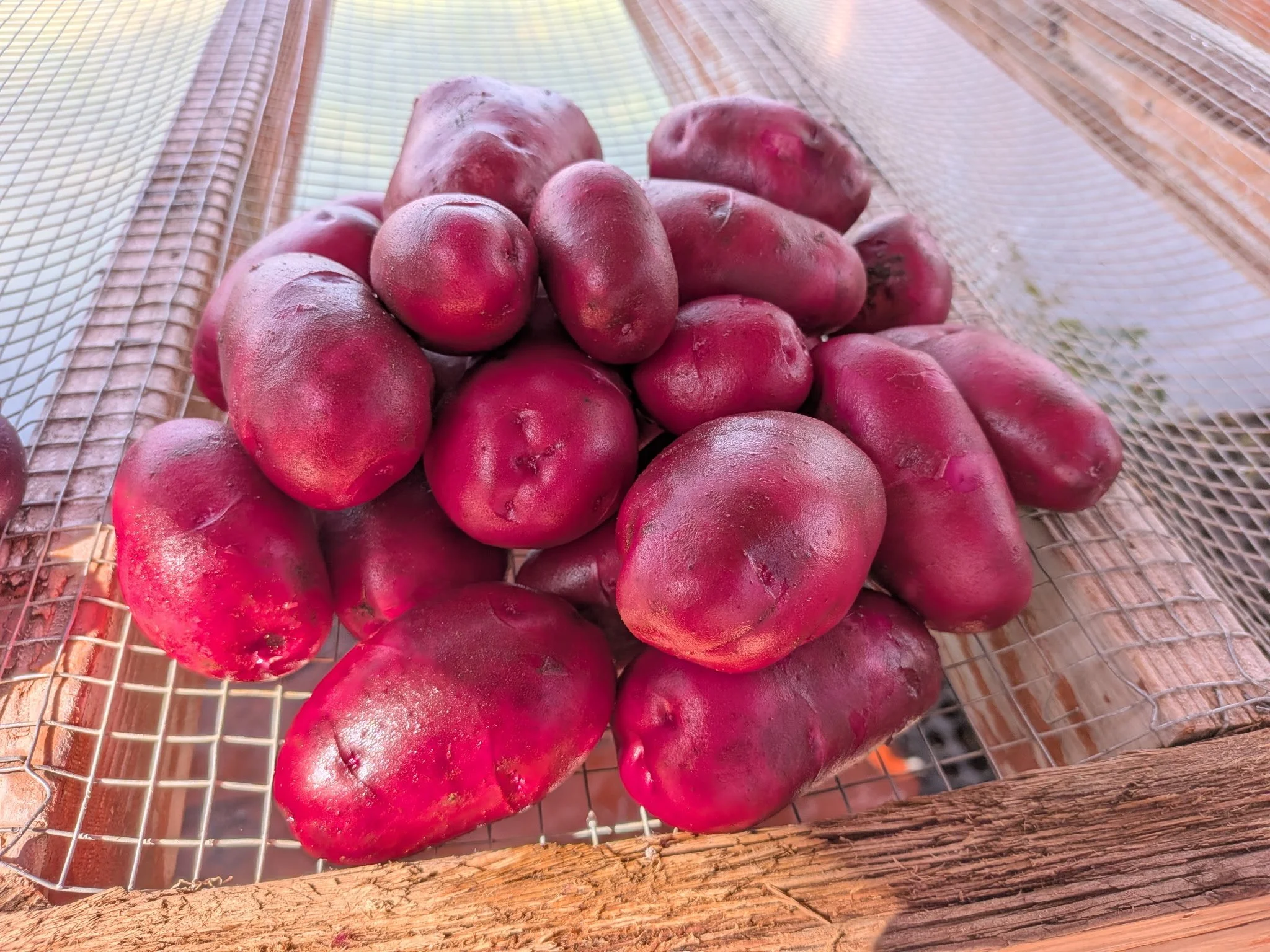 Terra Rosa Potatoes .jpg