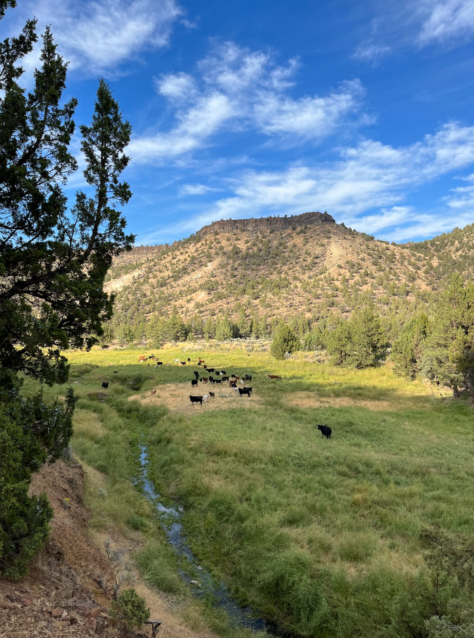 vaquero pasture.png
