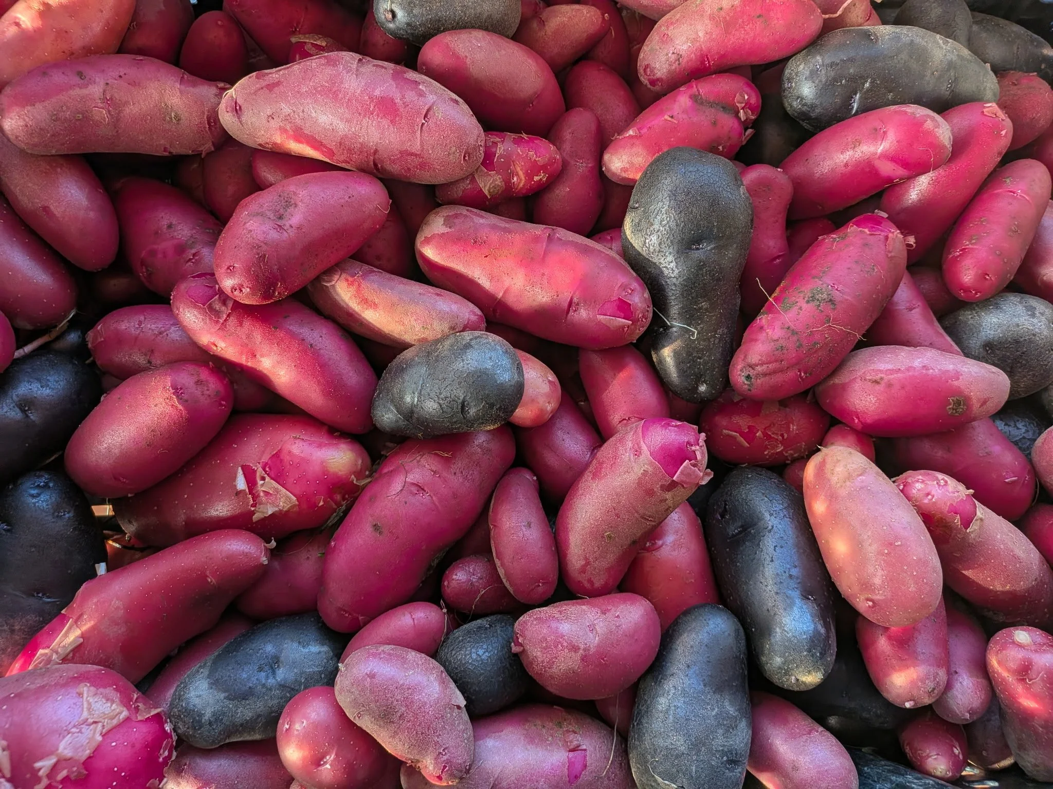 Fingerling Potatoes .jpg