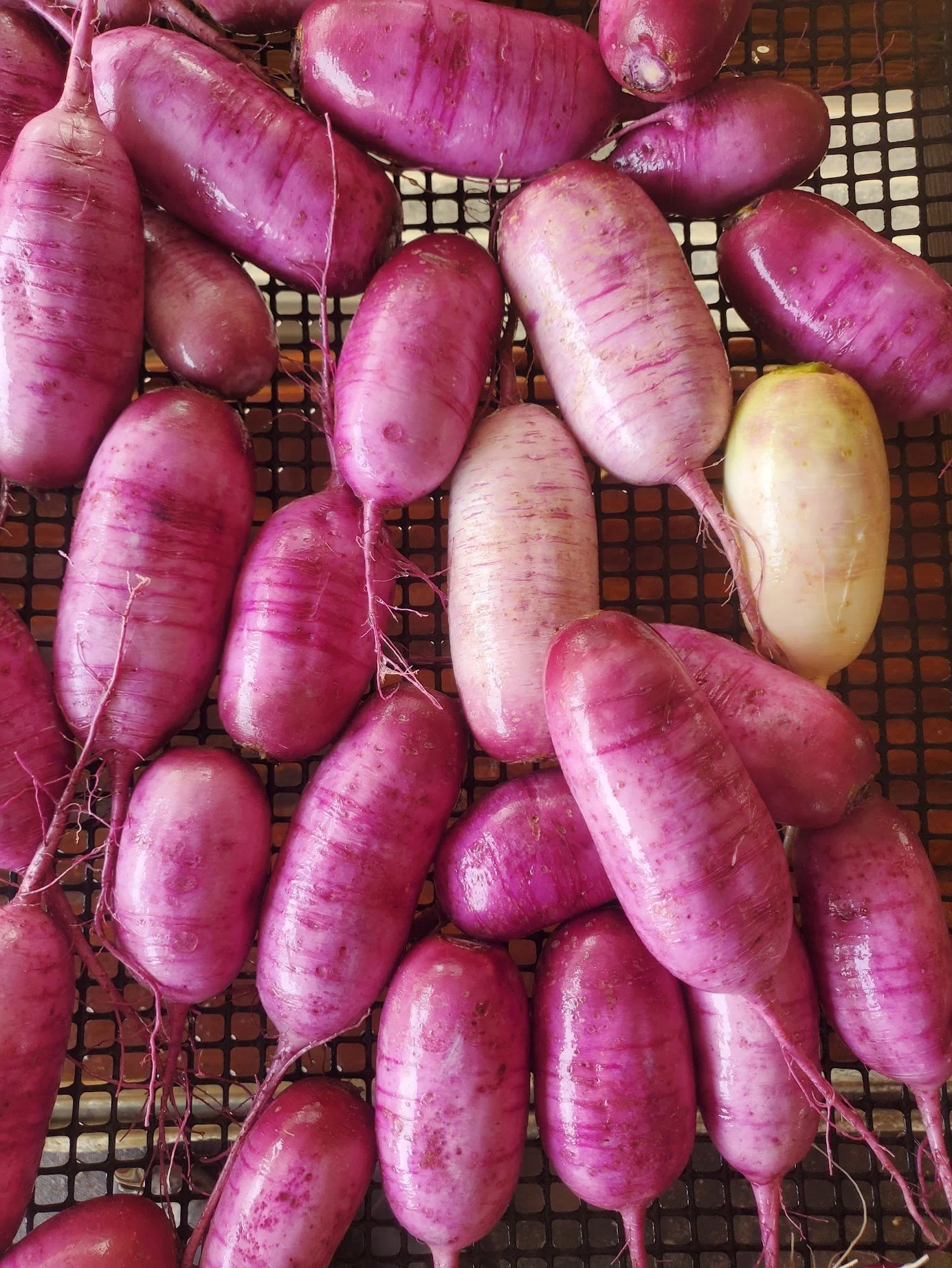 boundless daikon.jpg