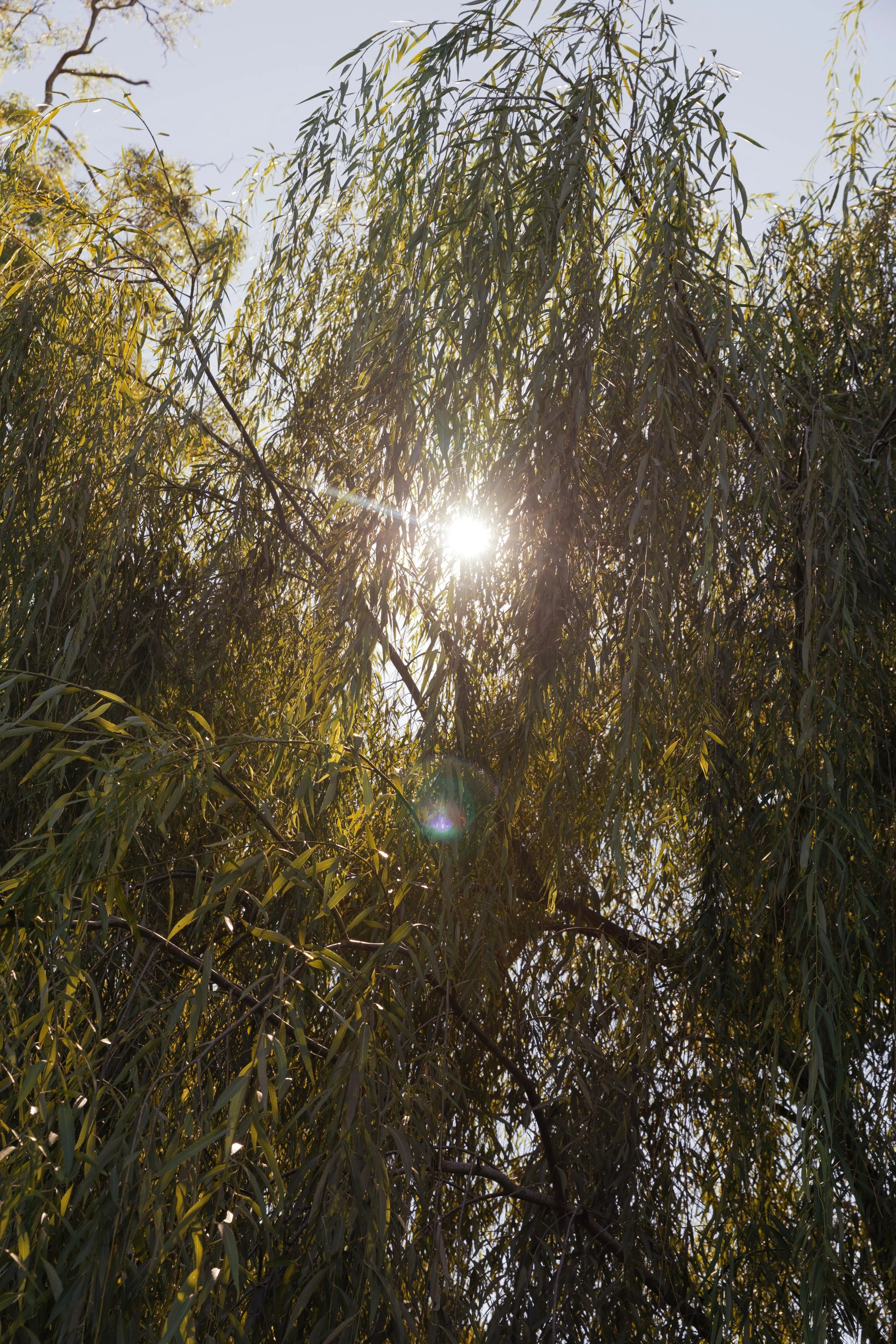 The Ancient Body: A Gentle Return to What Was Never Lost