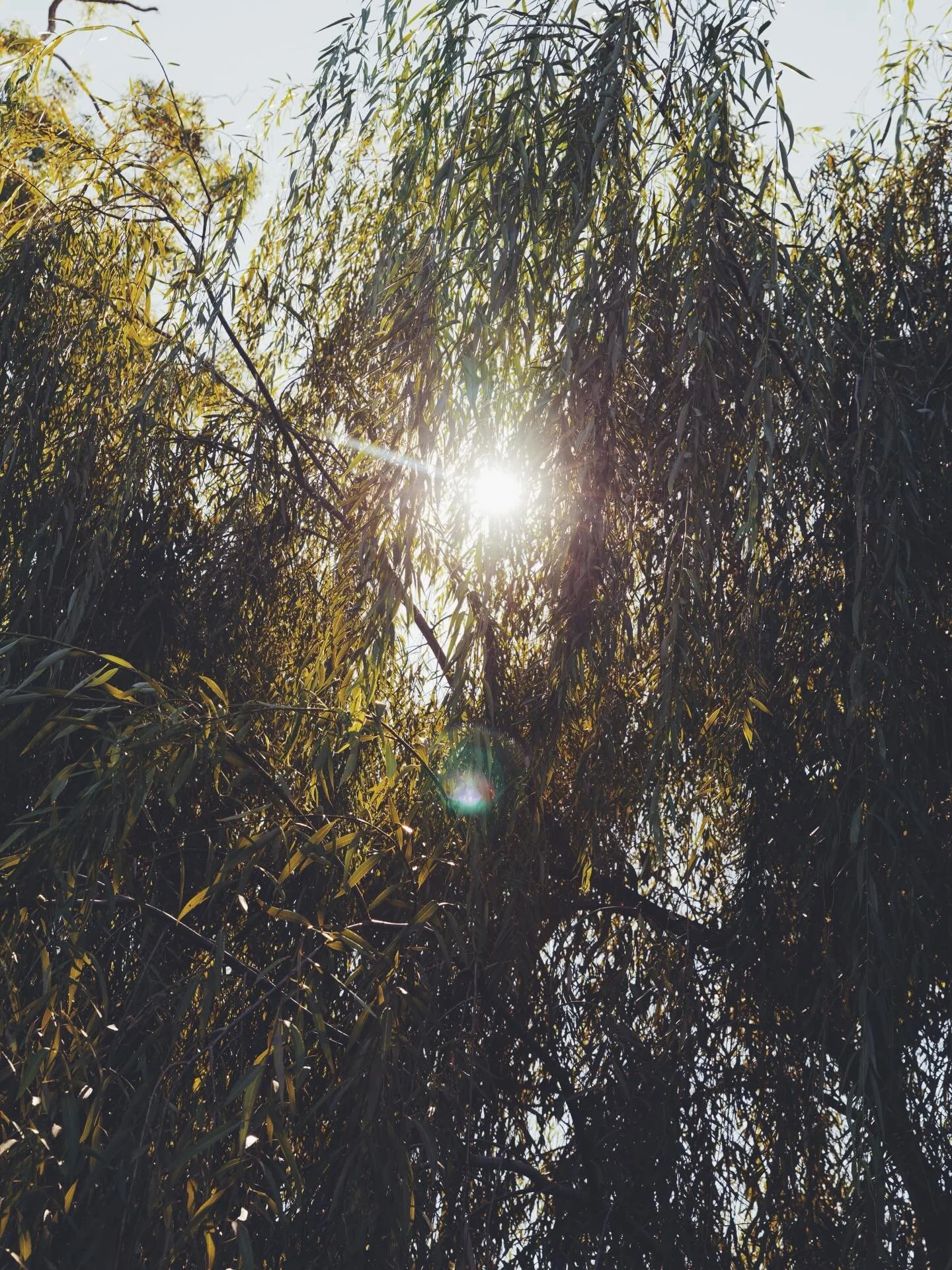 𝚏𝚒𝚎𝚕𝚍 𝚗𝚘𝚝𝚎 𝟶𝟸: 𝚘𝚗 𝚝𝚑𝚎 𝚏𝚘𝚛𝚎𝚜𝚝 𝚏𝚎𝚎𝚕𝚒𝚗𝚐 𝚍𝚒𝚏𝚏𝚎𝚛𝚎𝚗𝚝 𝚒𝚗 𝚊𝚗 𝚞𝚗𝚍𝚎𝚛𝚏𝚞𝚎𝚕𝚕𝚎𝚍 𝚋𝚘𝚍𝚢

This morning I headed out bush with the dog for our usual Saturday morning hike. There was a rush to get out the door, a