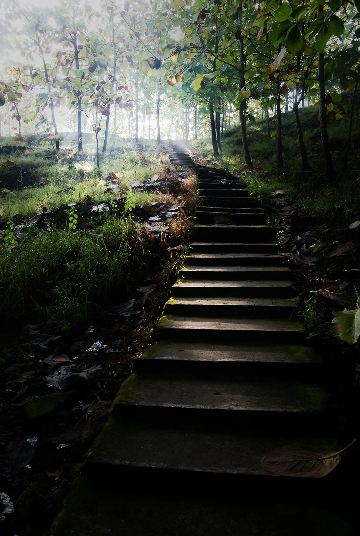 A wooden staircase leading up through a lush, green forest with sunlight filtering through the trees.