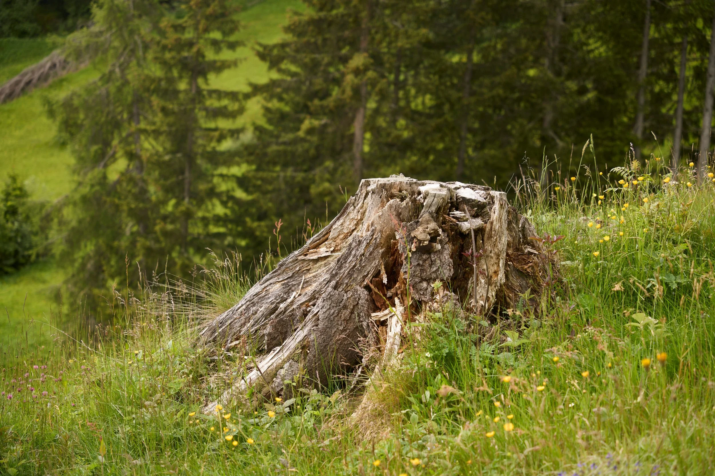 Broken Tree stump in a field of grass