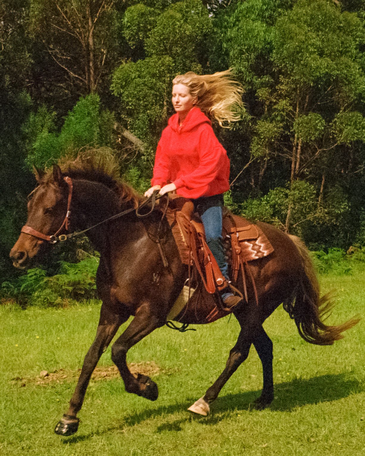 webhorse2.jpg