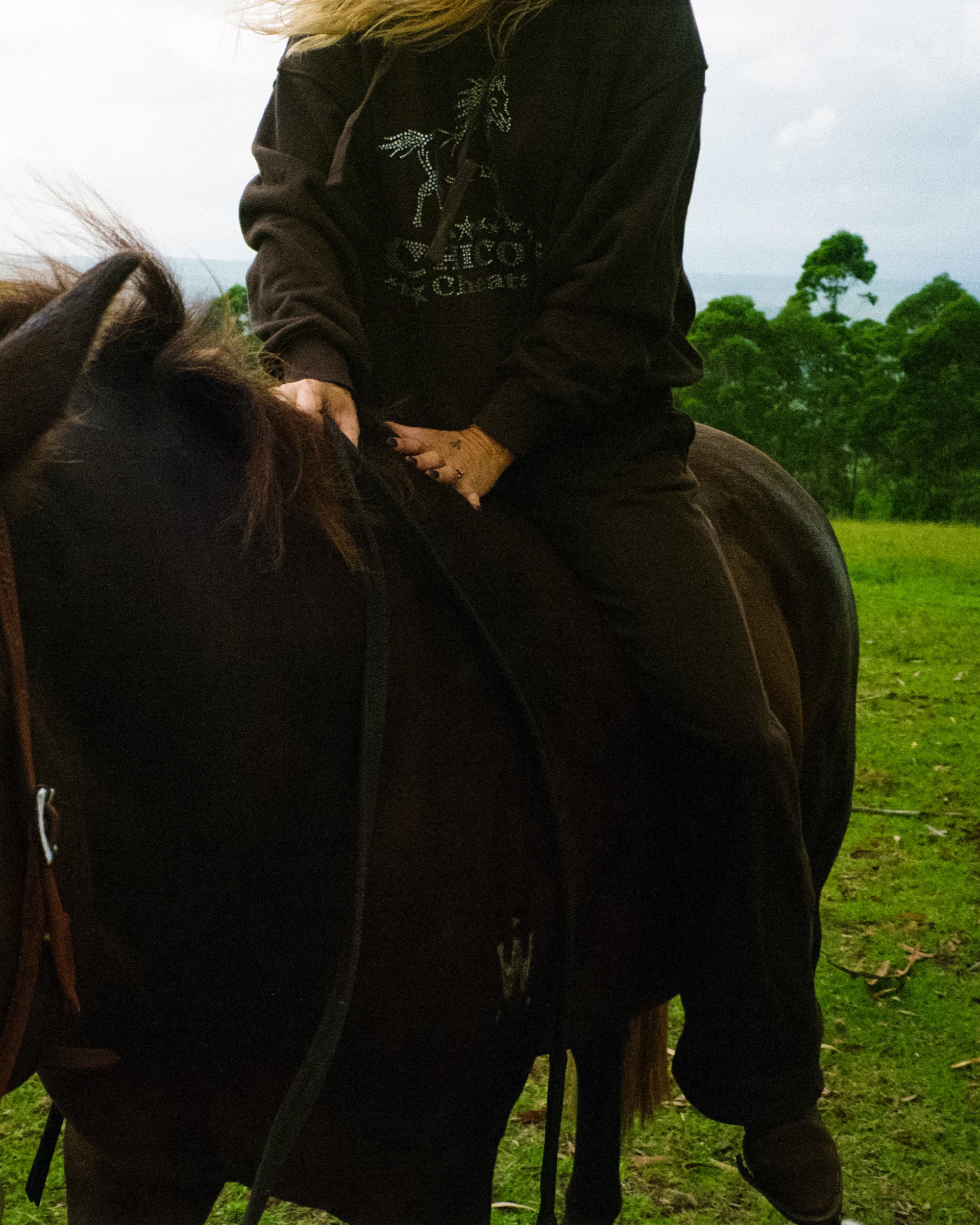 horsebrown2.jpg