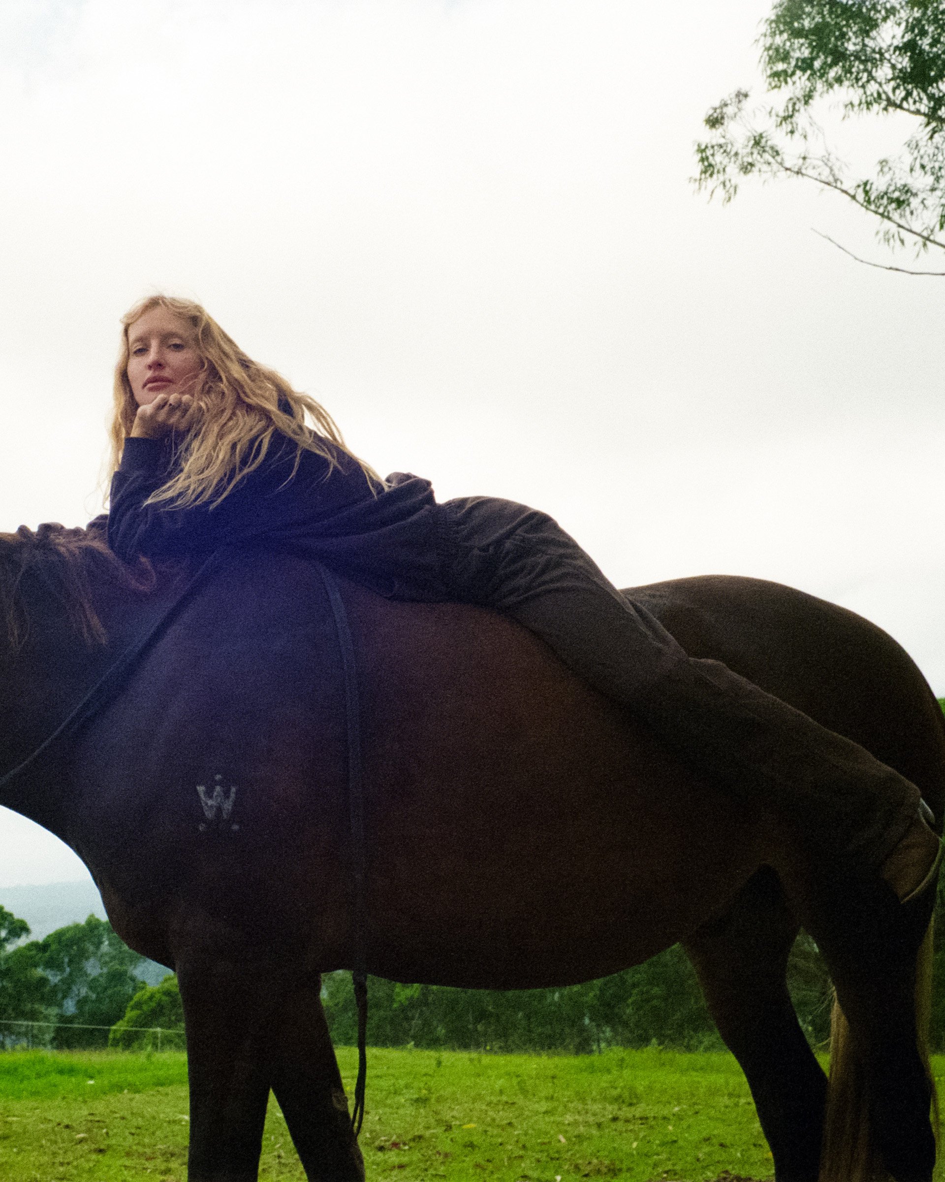 horsebrown1.jpg