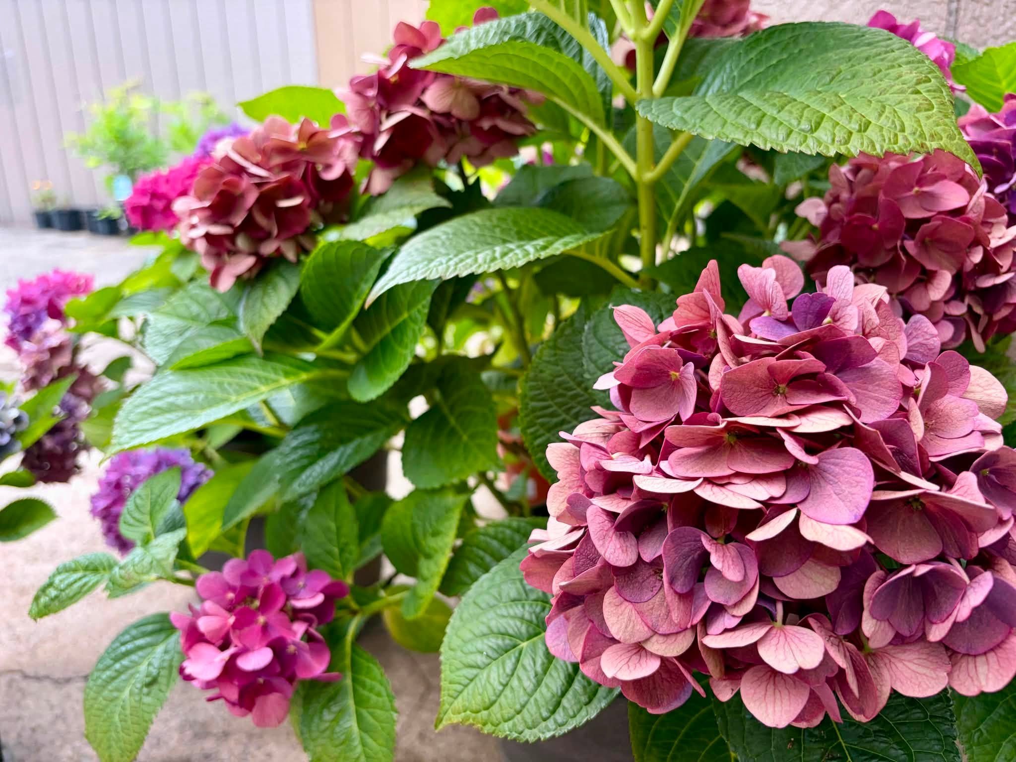 日曜朝　～お寺の紫陽花～