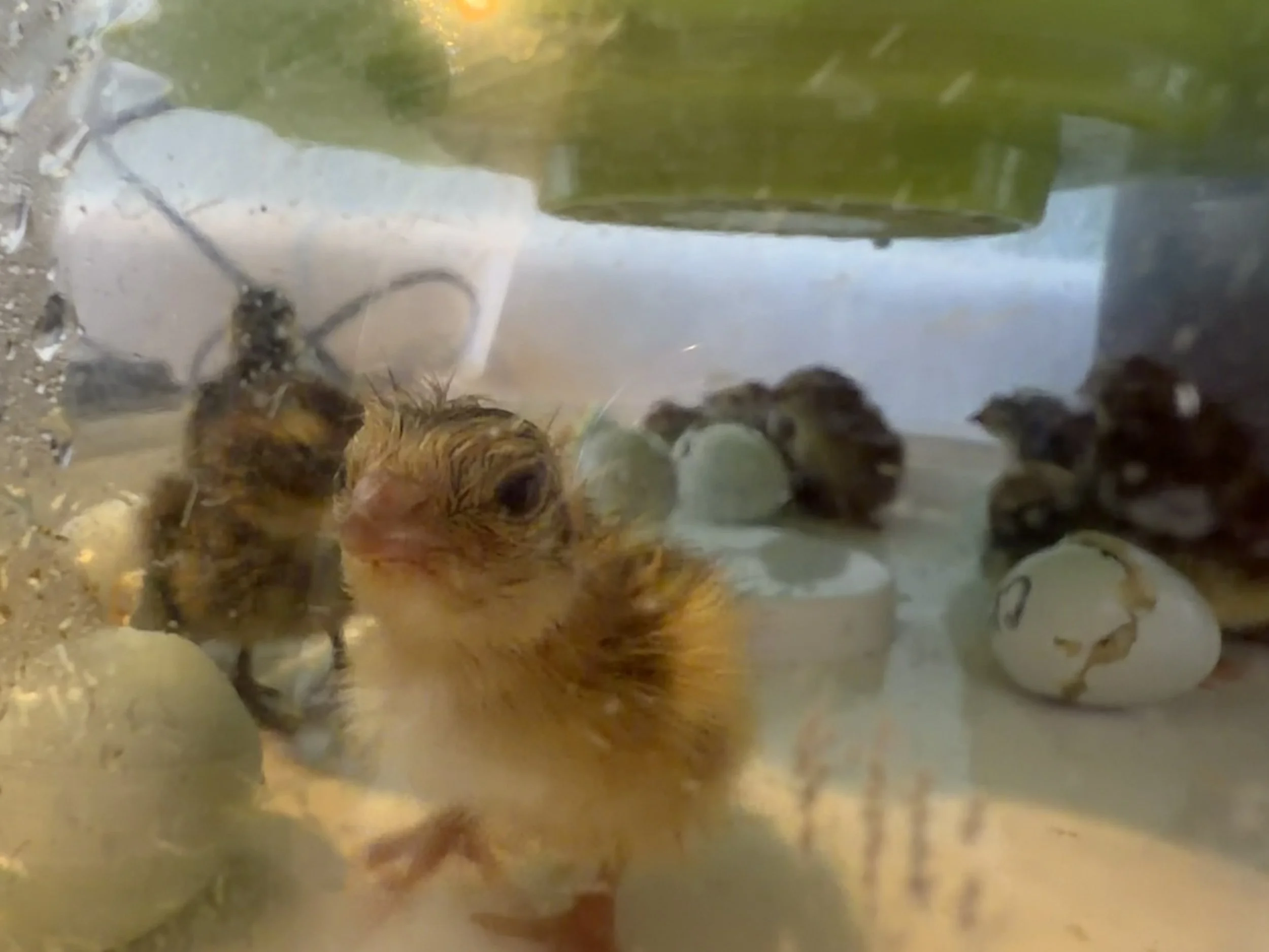 The Highs and Lows of Hatching Quail (and Why I Can't Stop)