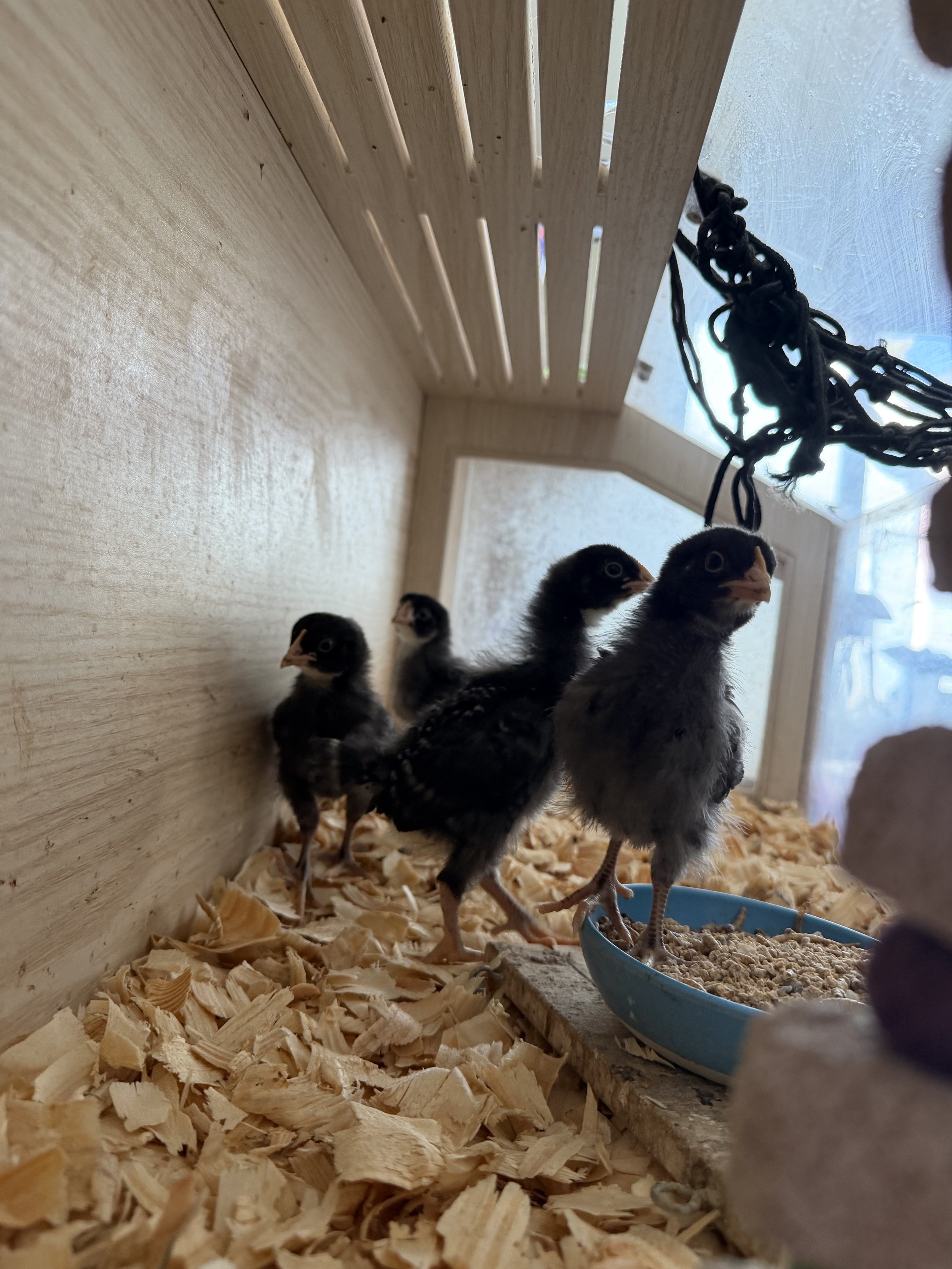 The American Dream Includes Feathers…