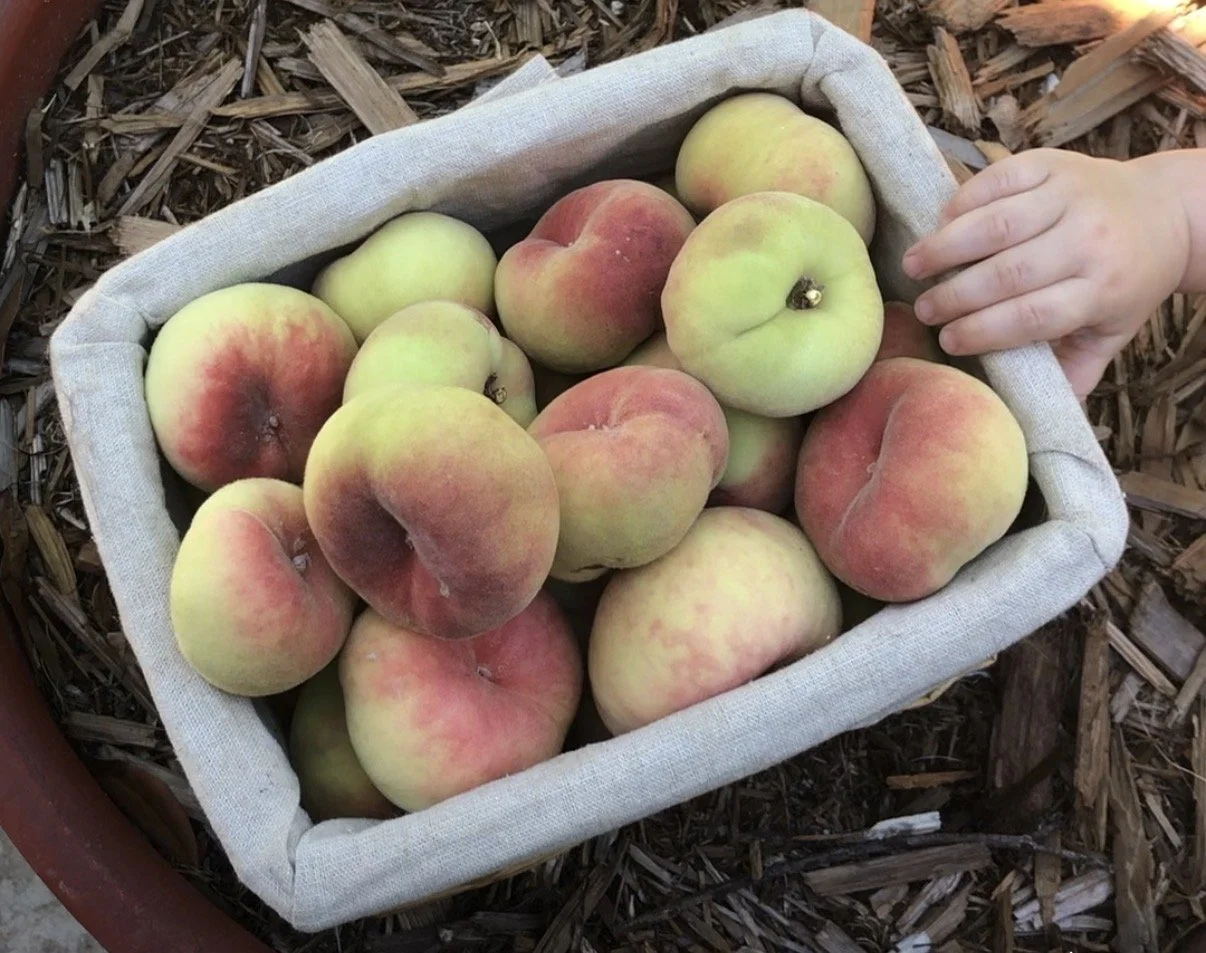 A basket of freshly picked peaches in various shades of yellow, red, and pink, resting on bark mulch outside, with a child's hand reaching into the basket.