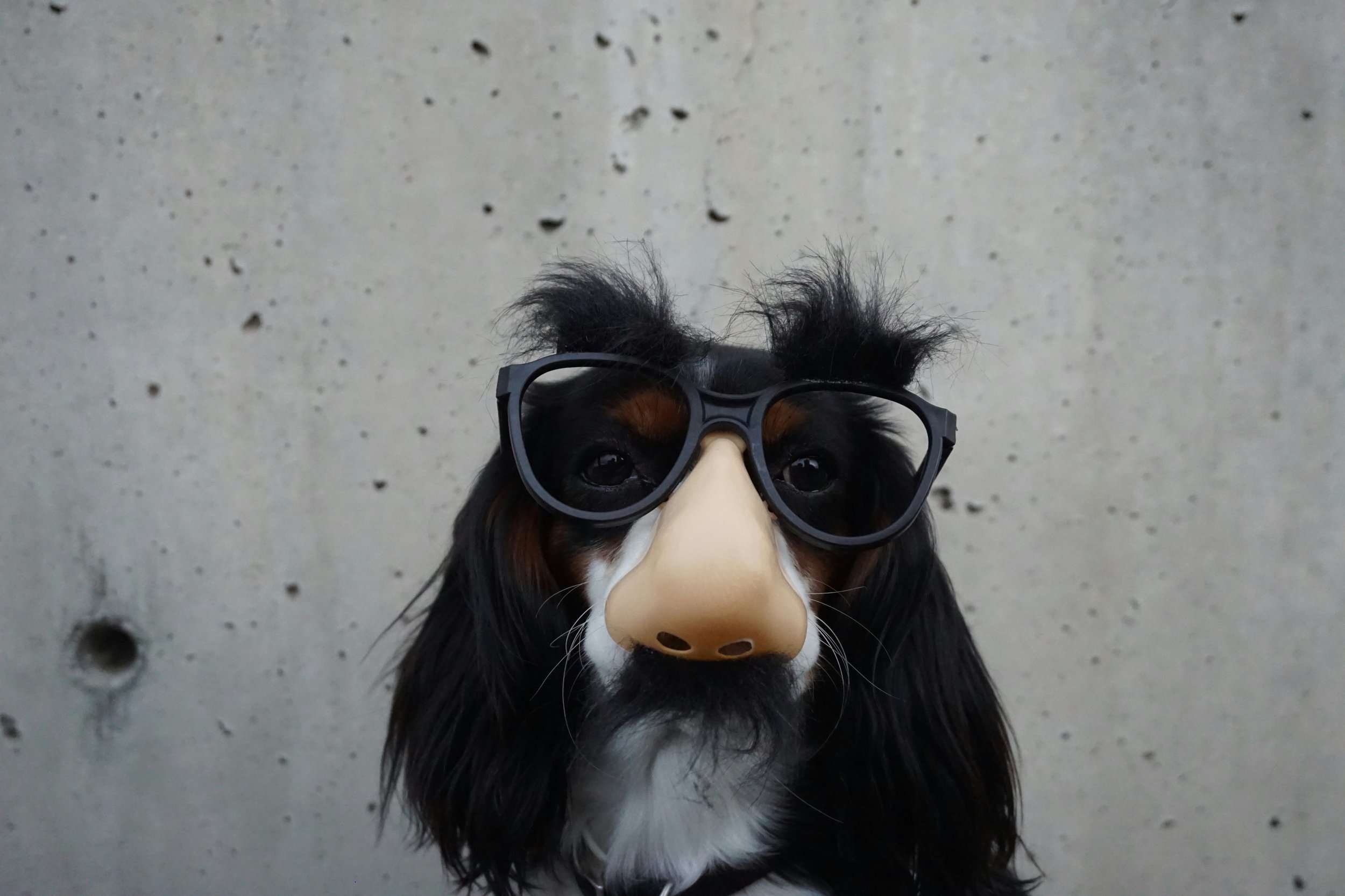 Dog wearing funny disguise of glasses and fake nose with mustache.