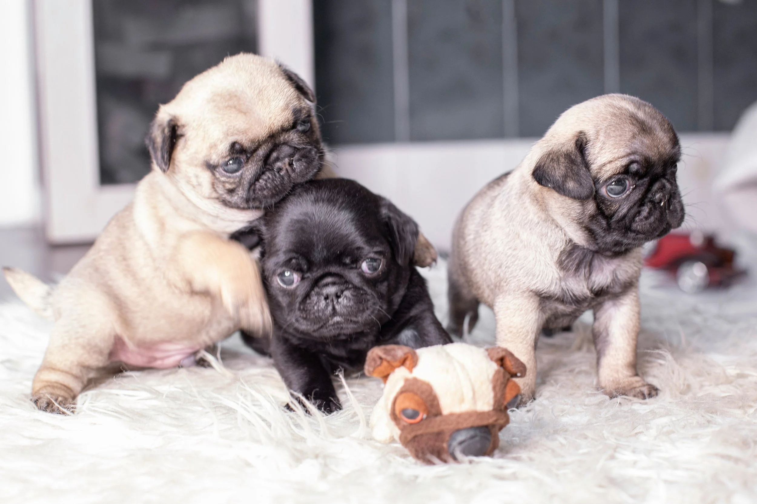 Grumble of pugs