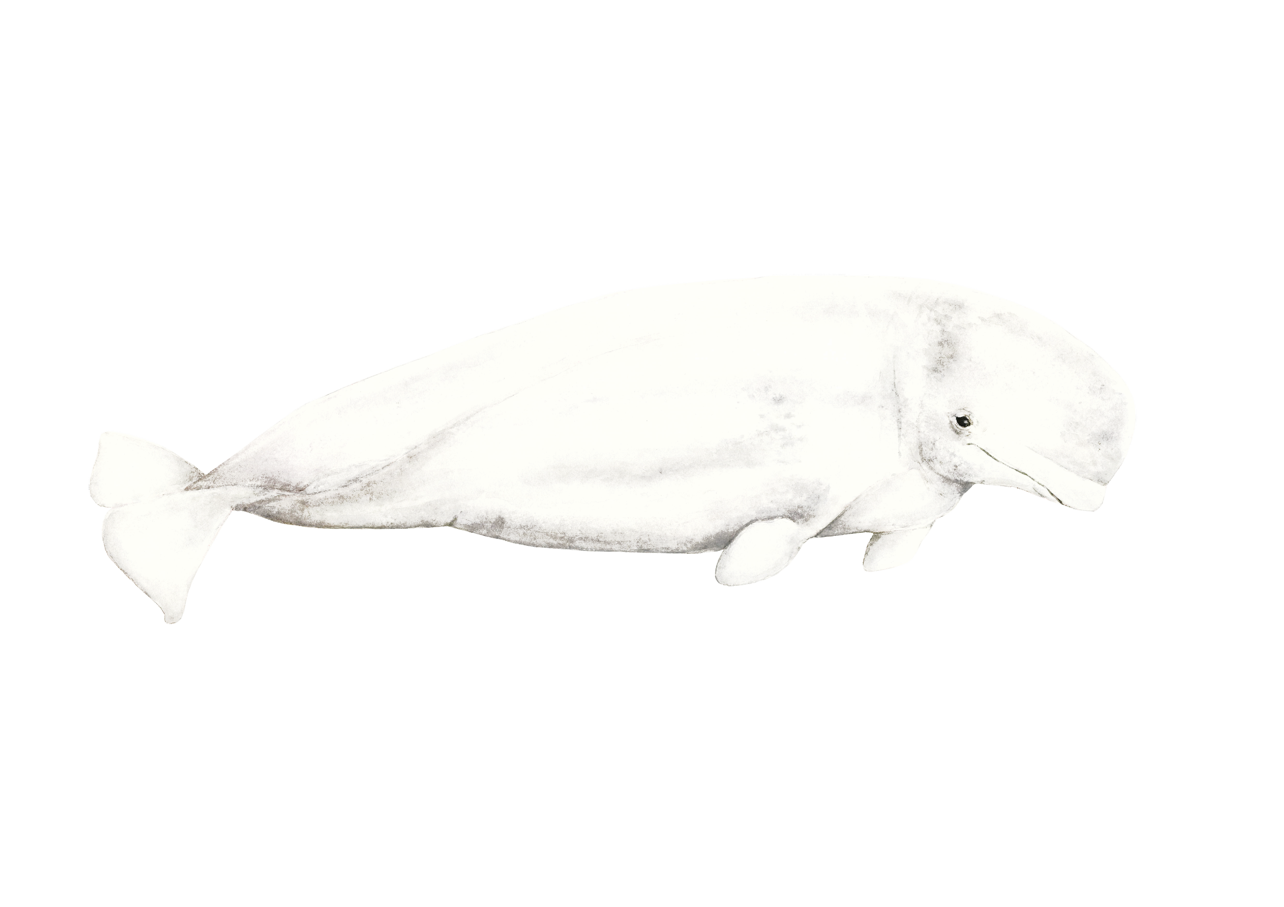 final beluga 4.png
